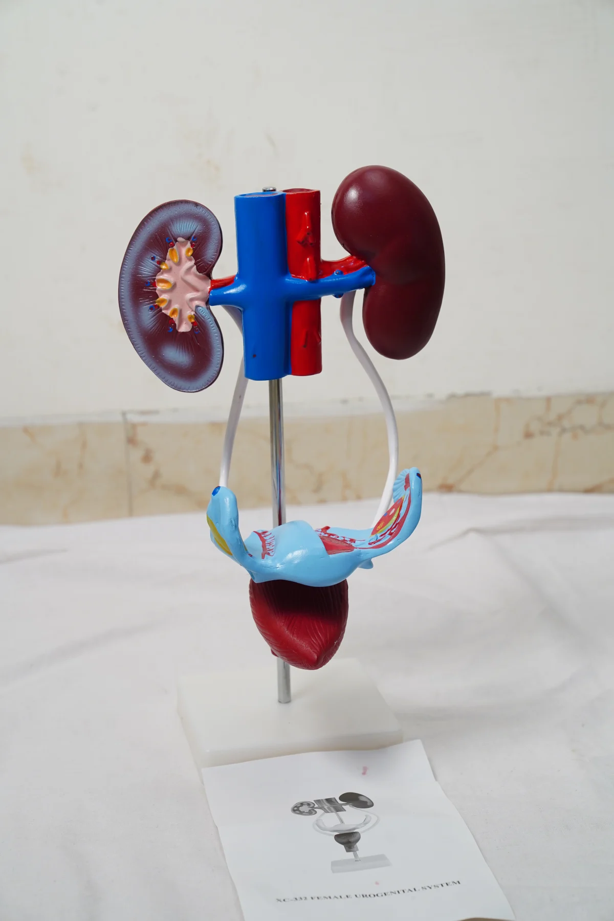 Female Urogenital System