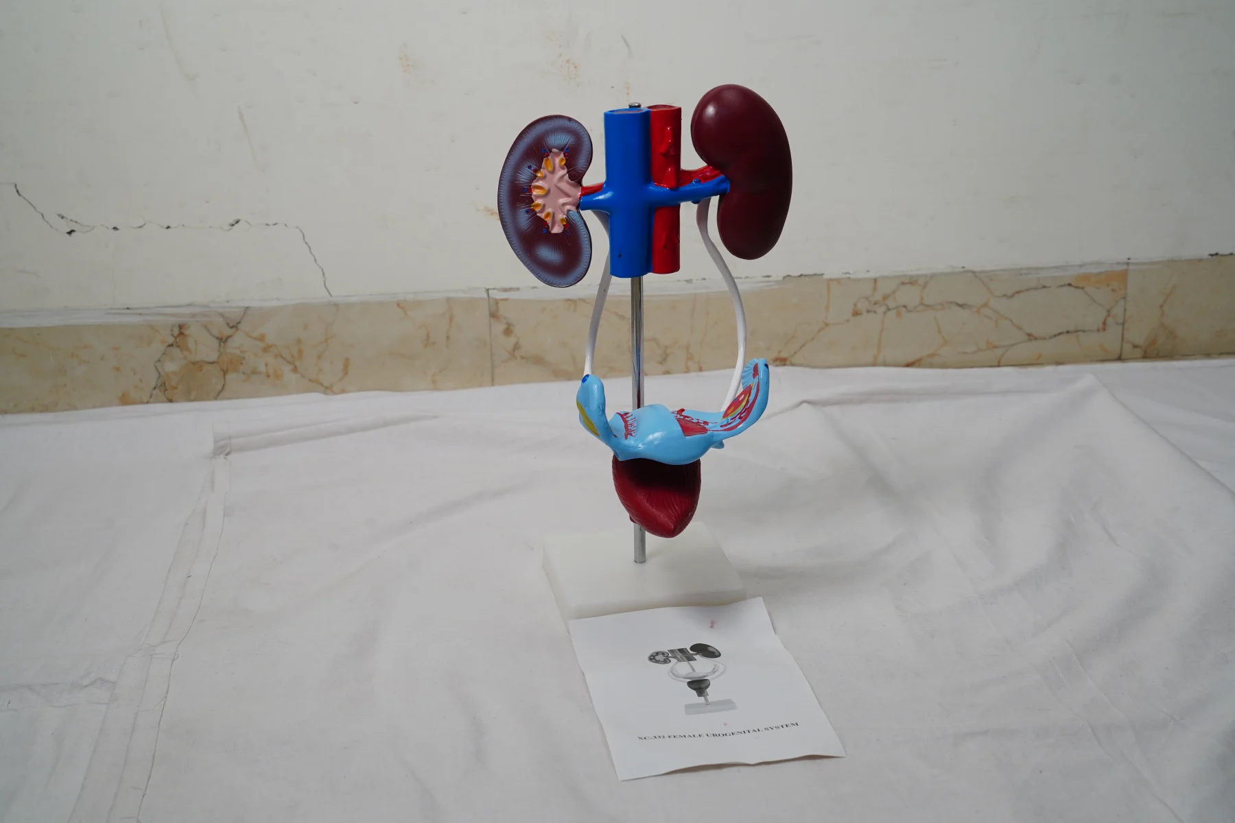 Female Urogenital System thumbnail 2