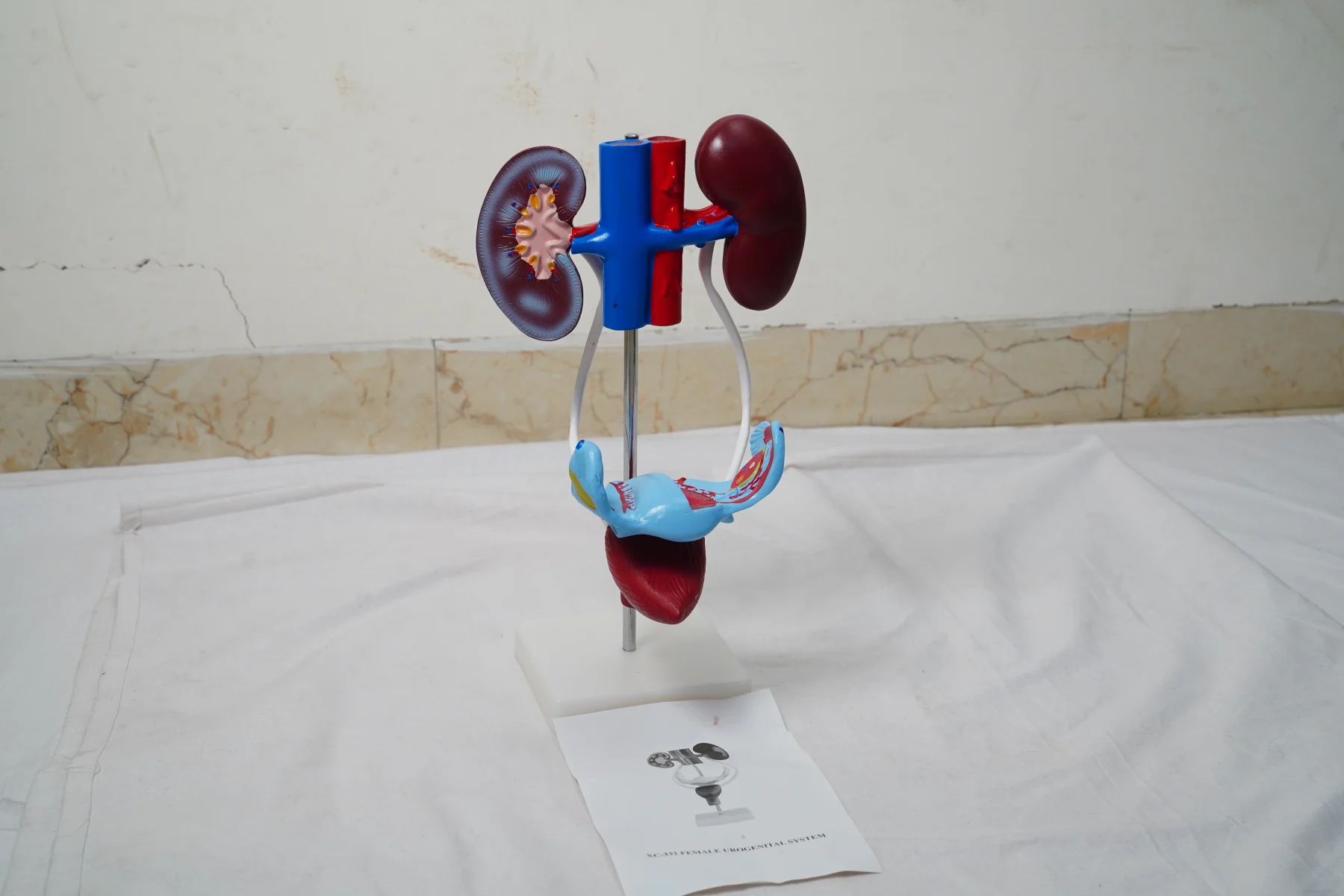 Female Urogenital System thumbnail 3