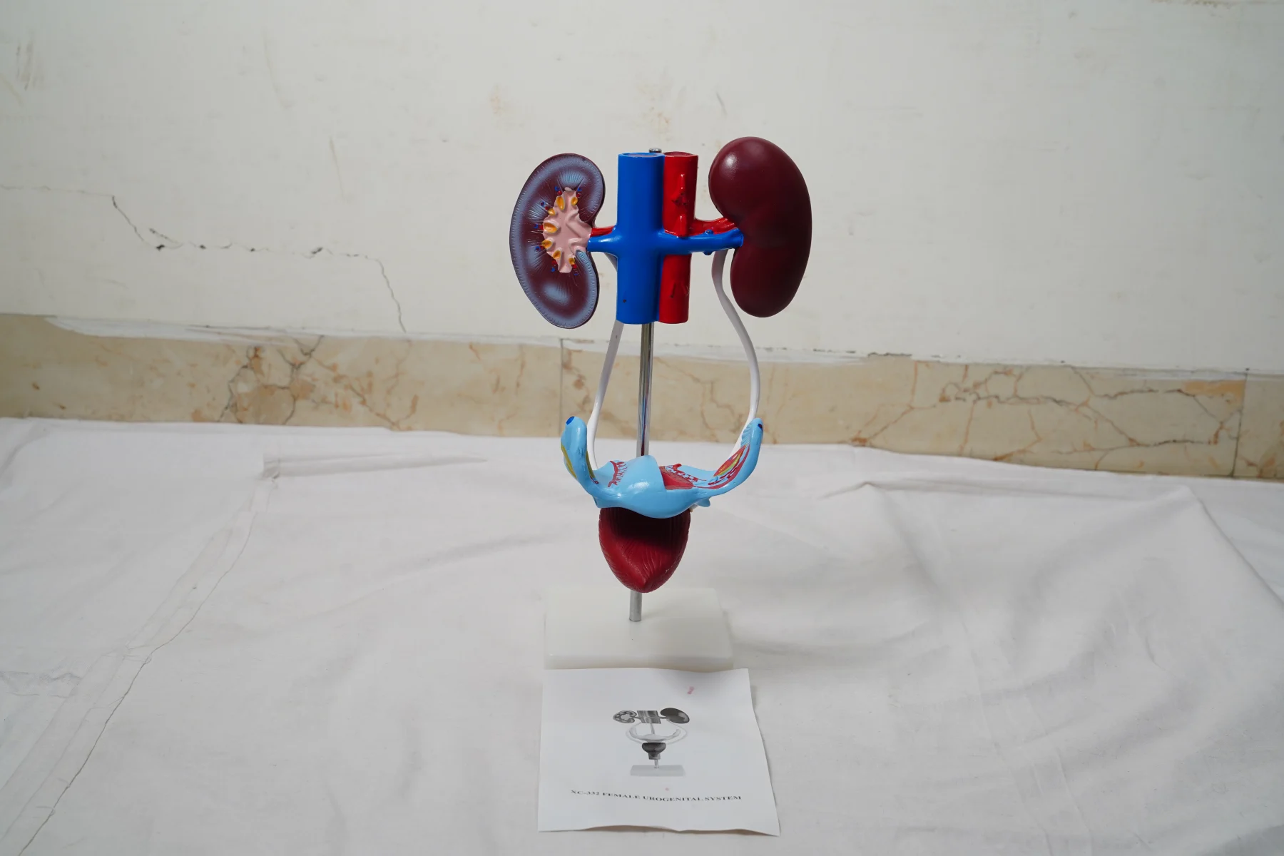 Female Urogenital System thumbnail 4