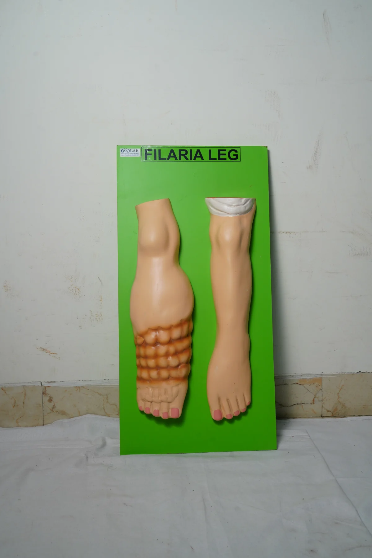 Filaria Leg thumbnail 3