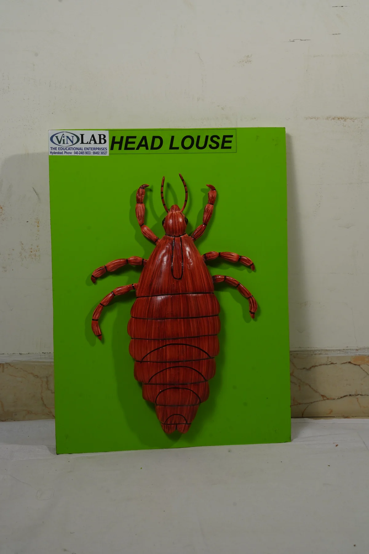 Head Louse thumbnail 2