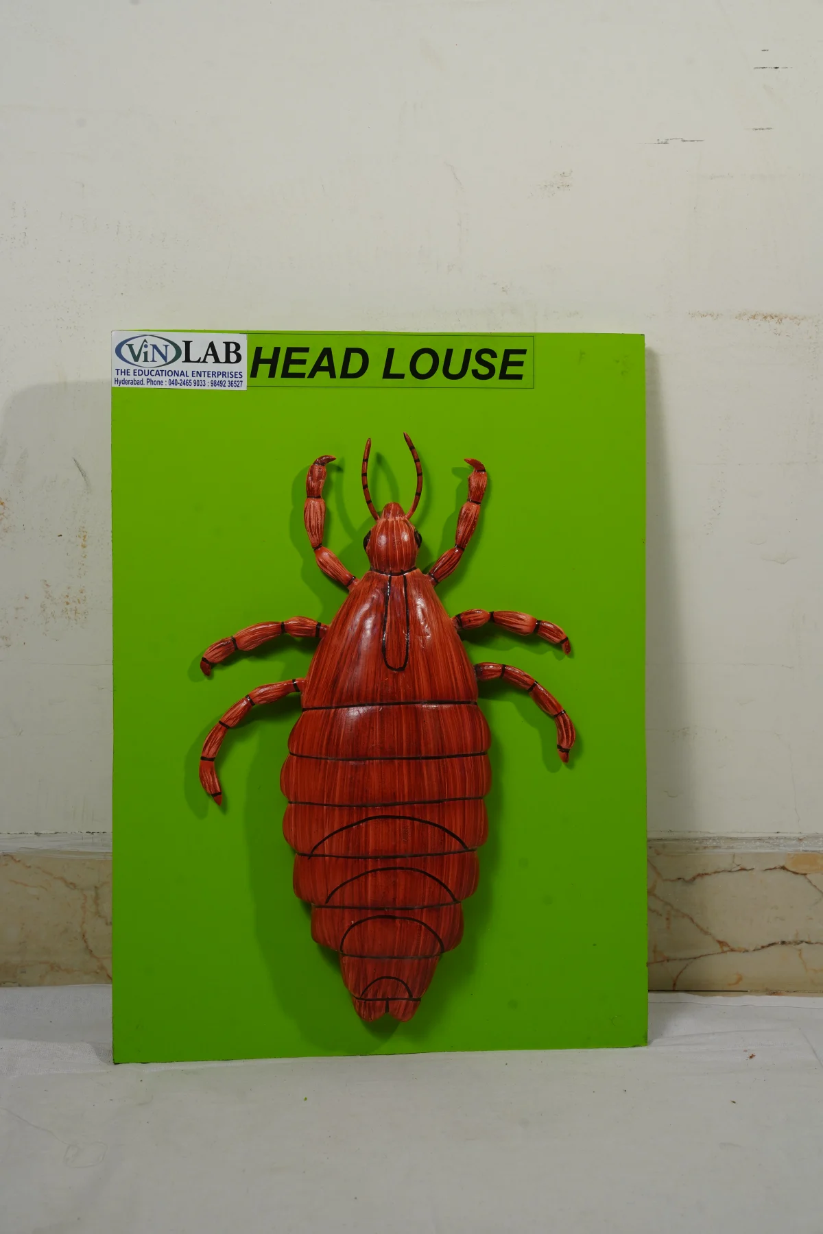 Head Louse