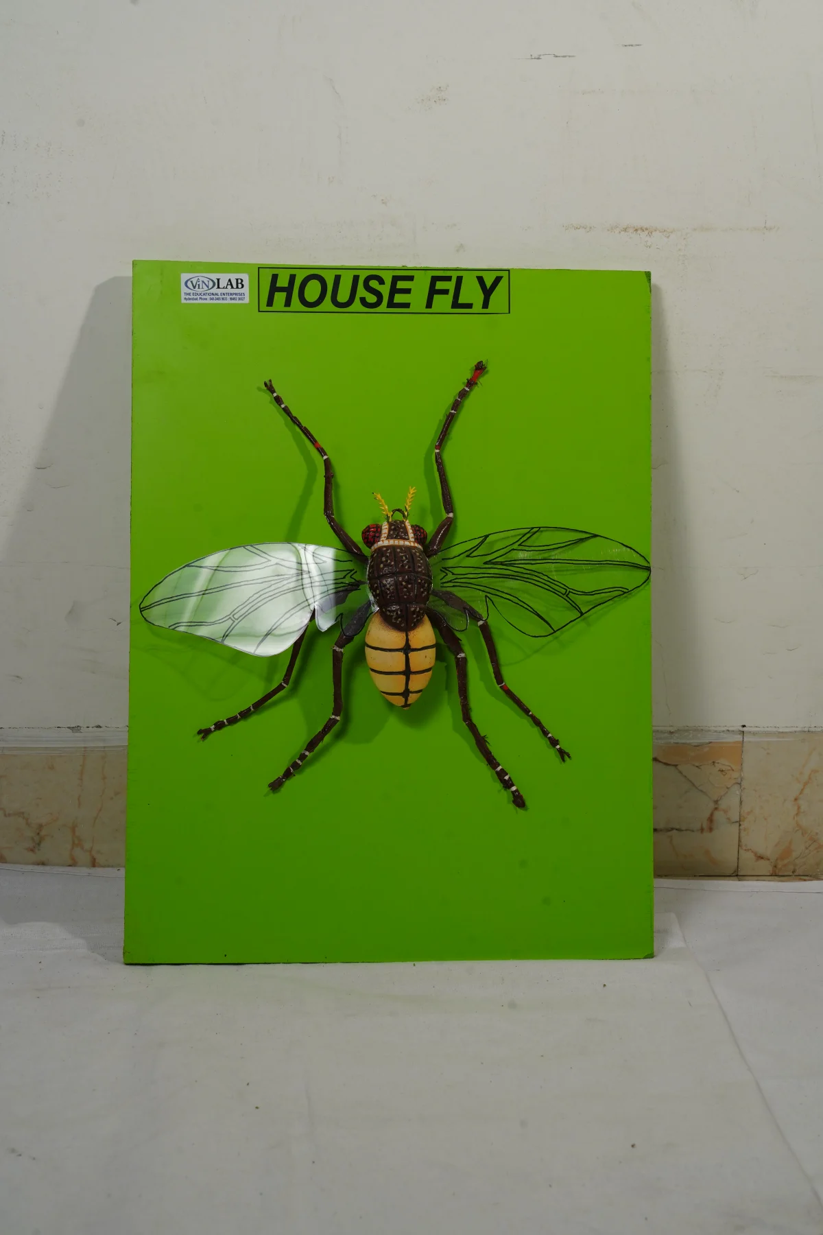 House Fly thumbnail 5