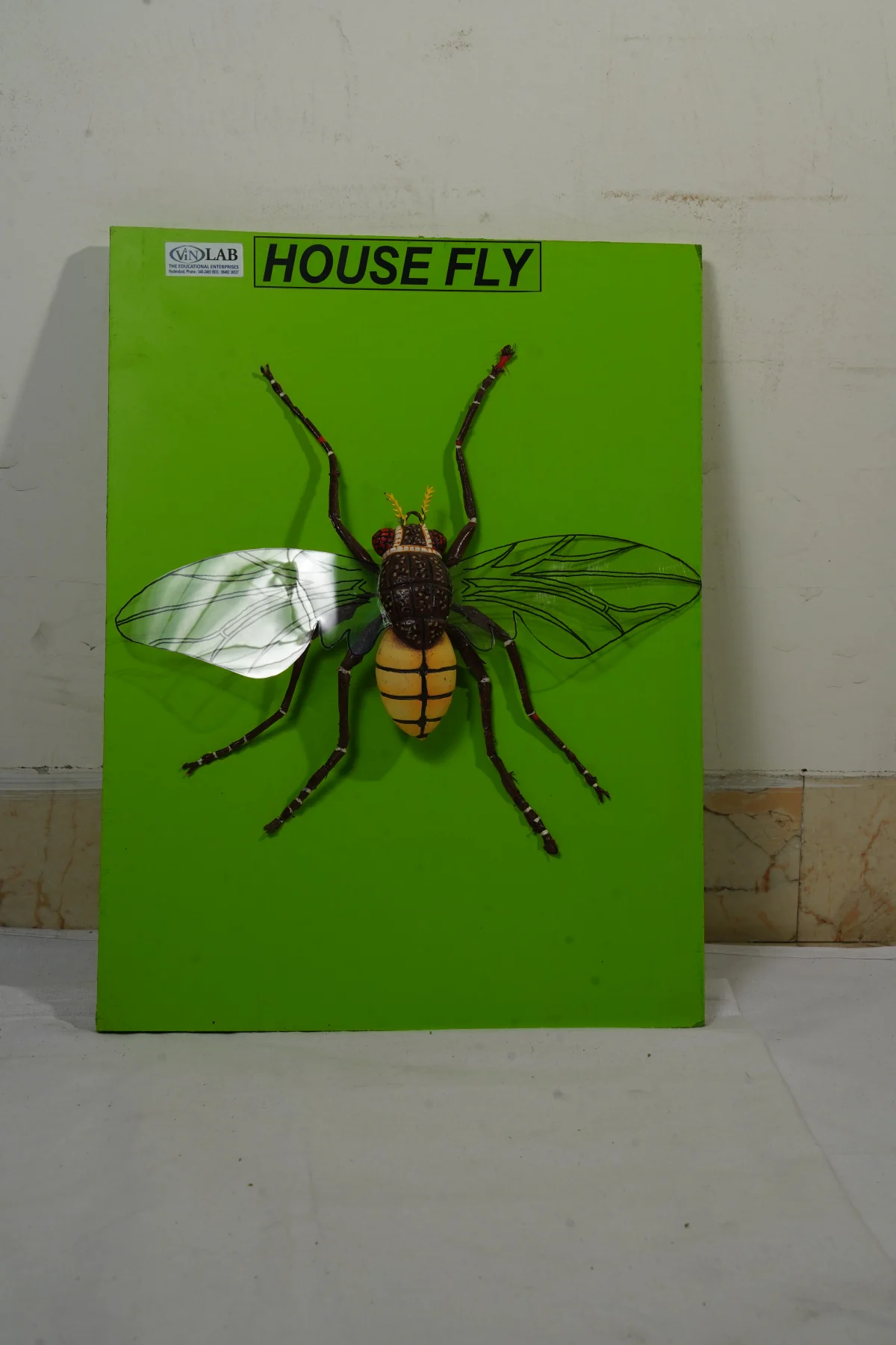 House Fly