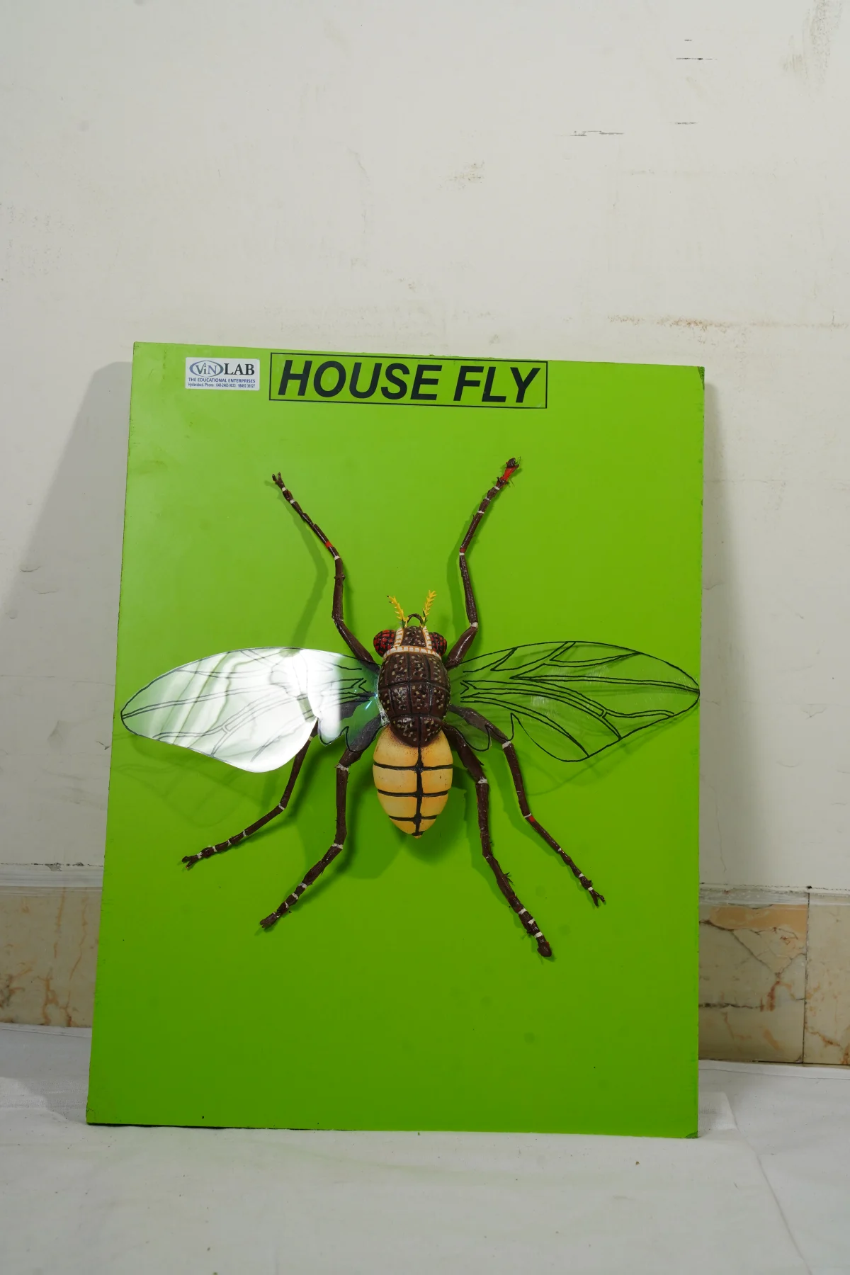 House Fly thumbnail 2