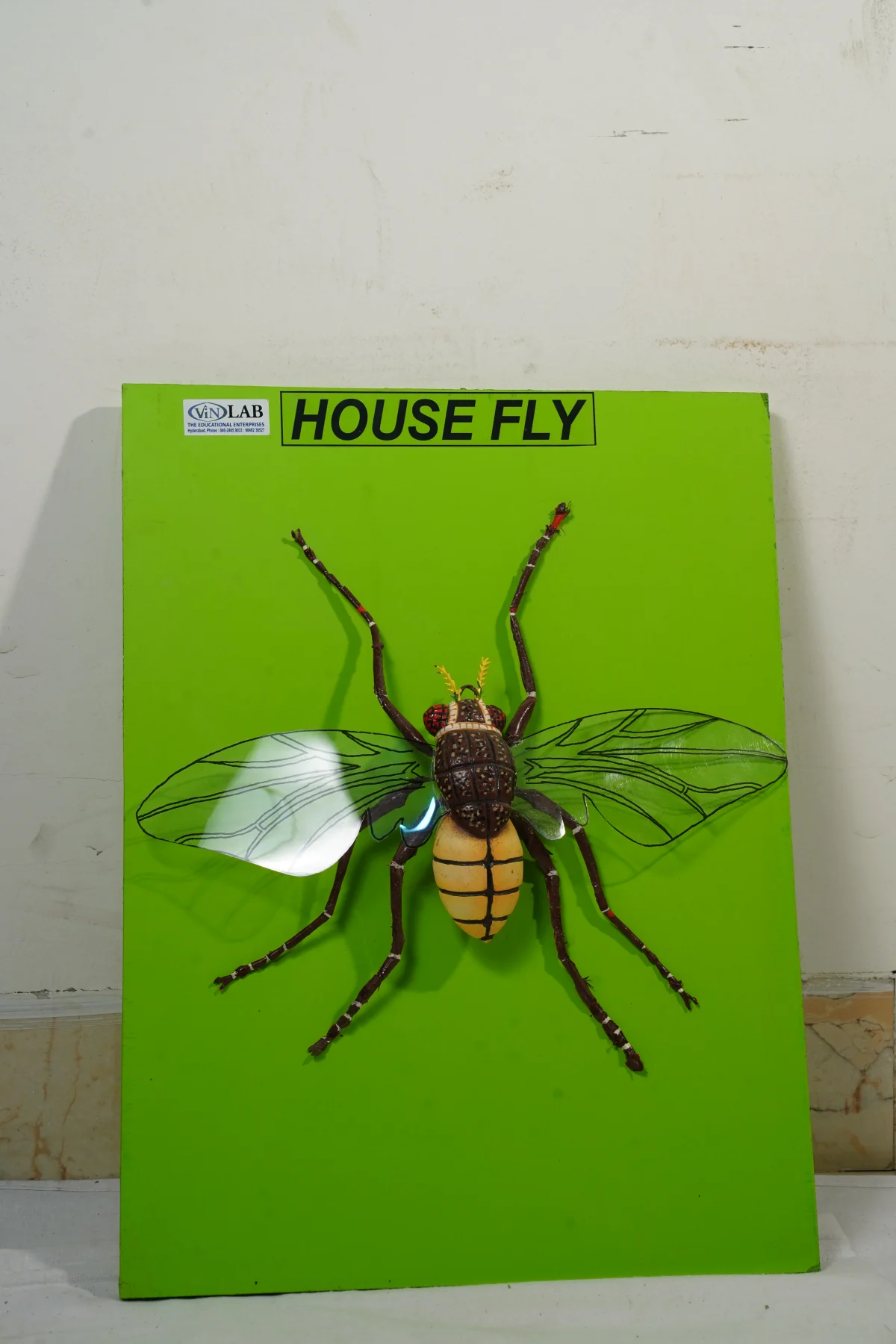 House Fly thumbnail 3