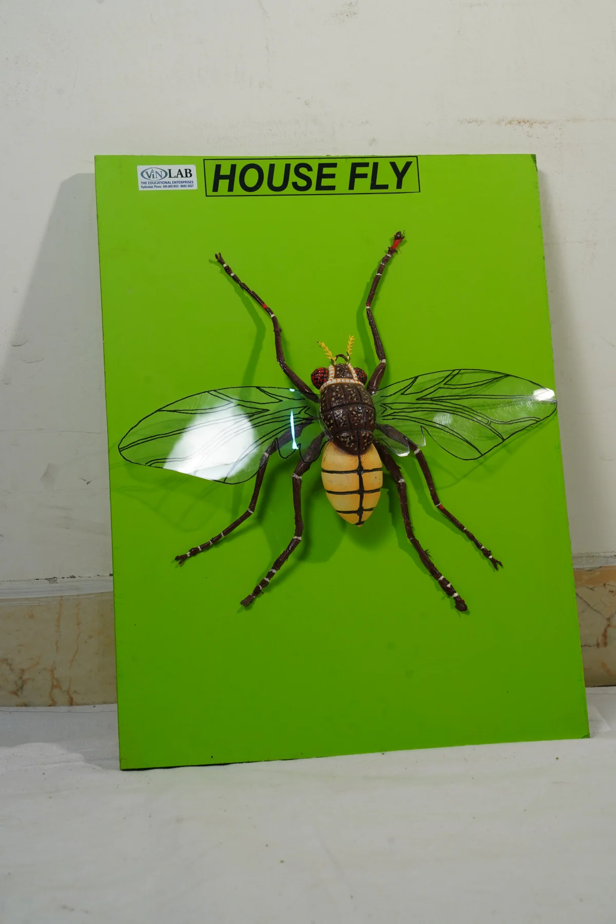 House Fly thumbnail 4