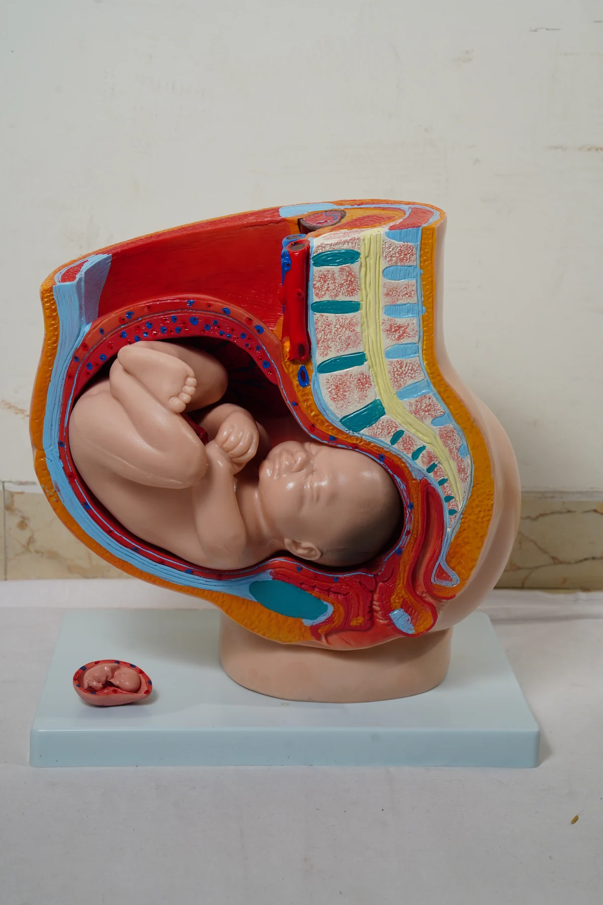 Human Female Pelvis Section 4 Parts thumbnail 5