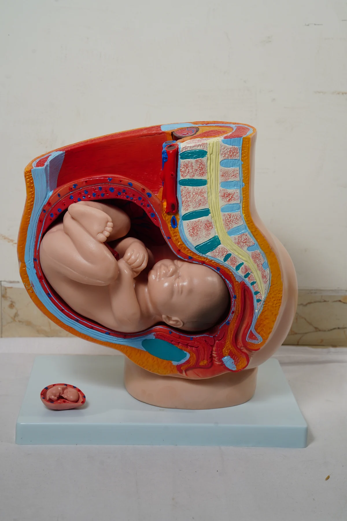 Human Female Pelvis Section 4 Parts