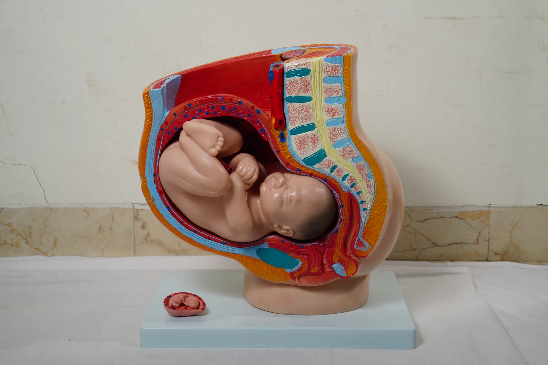 Human Female Pelvis Section 4 Parts thumbnail 2