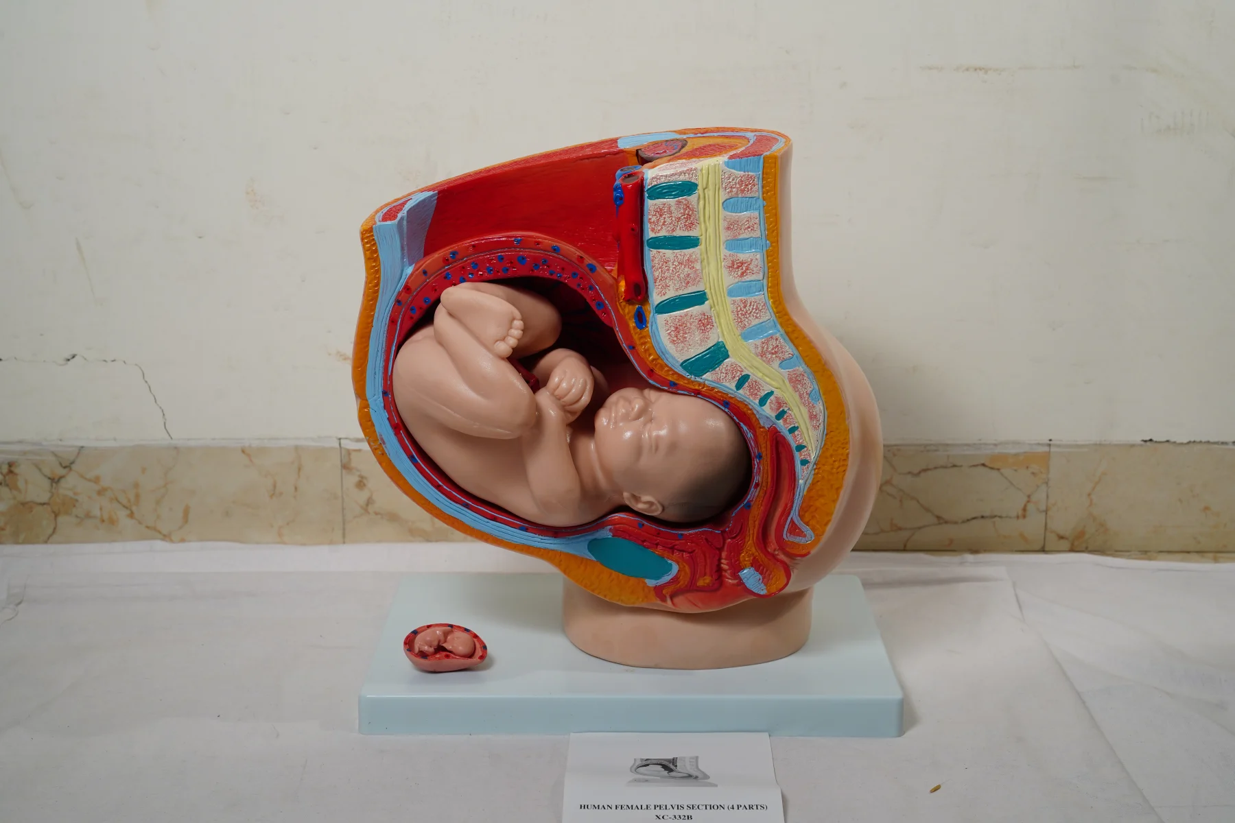 Human Female Pelvis Section 4 Parts thumbnail 4