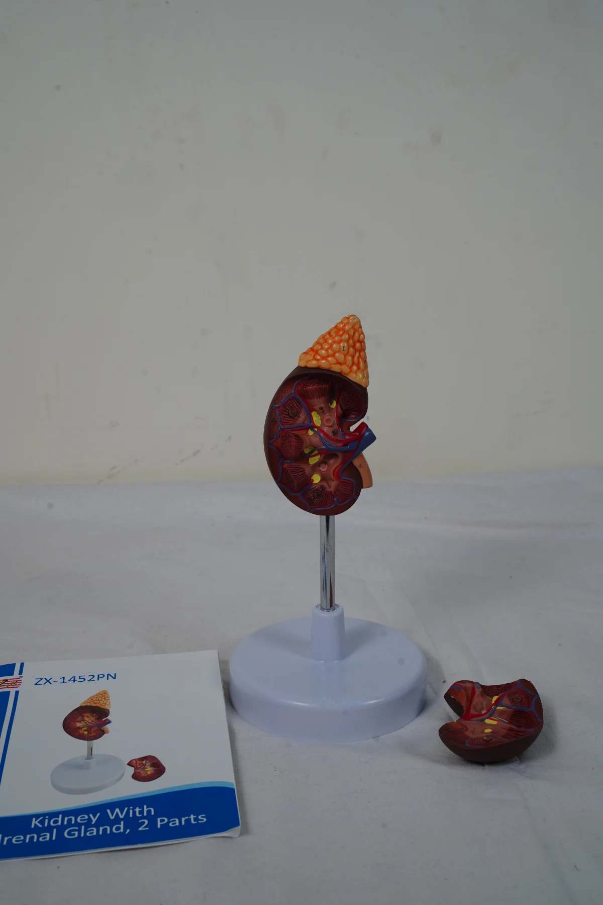 Kidney With Adrenal Gland 2 Parts