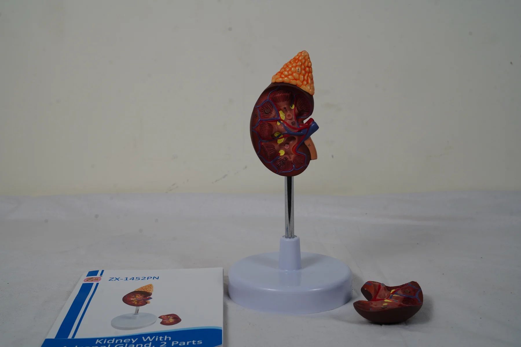 Kidney With Adrenal Gland 2 Parts thumbnail 2