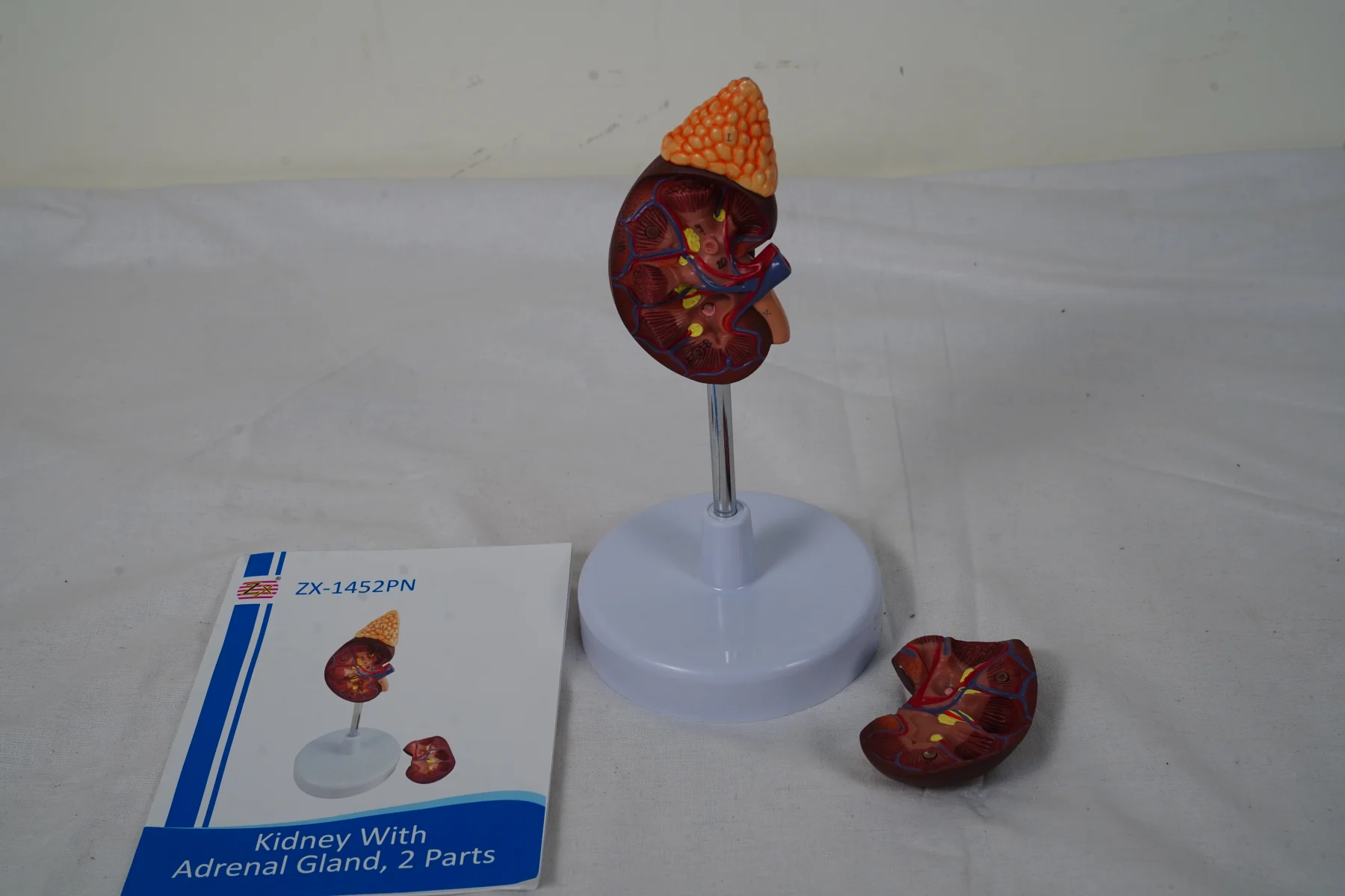 Kidney With Adrenal Gland 2 Parts thumbnail 3