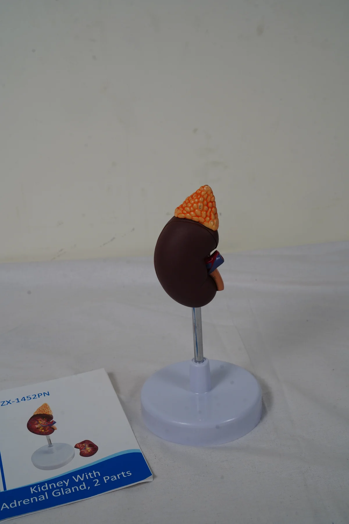 Kidney With Adrenal Gland 2 Parts thumbnail 4
