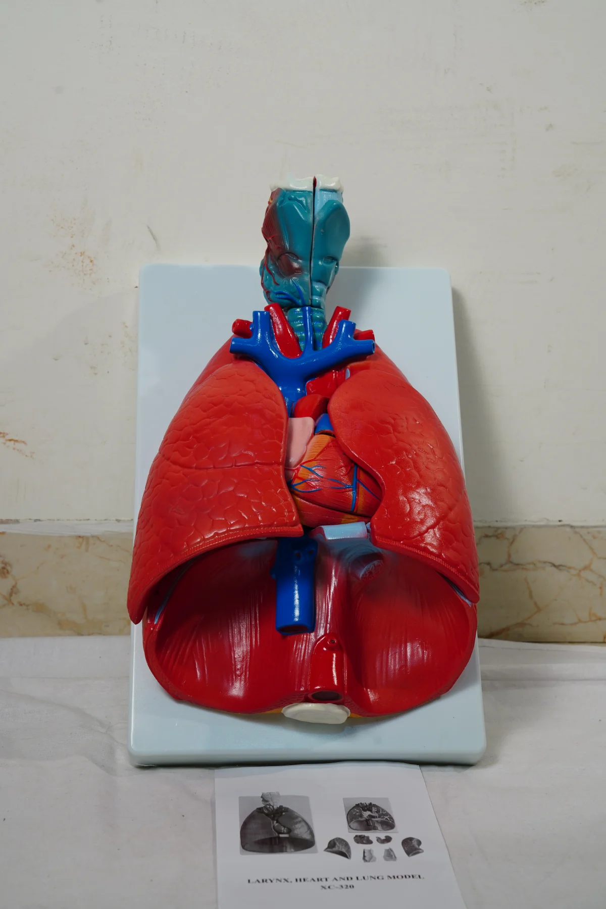 Lung Model