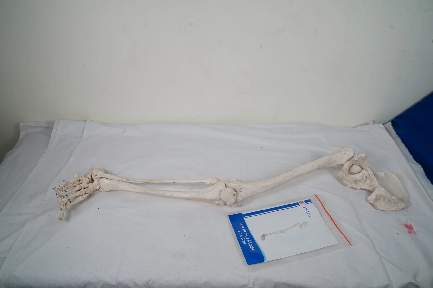 Leg Bones Model Life Size thumbnail 2