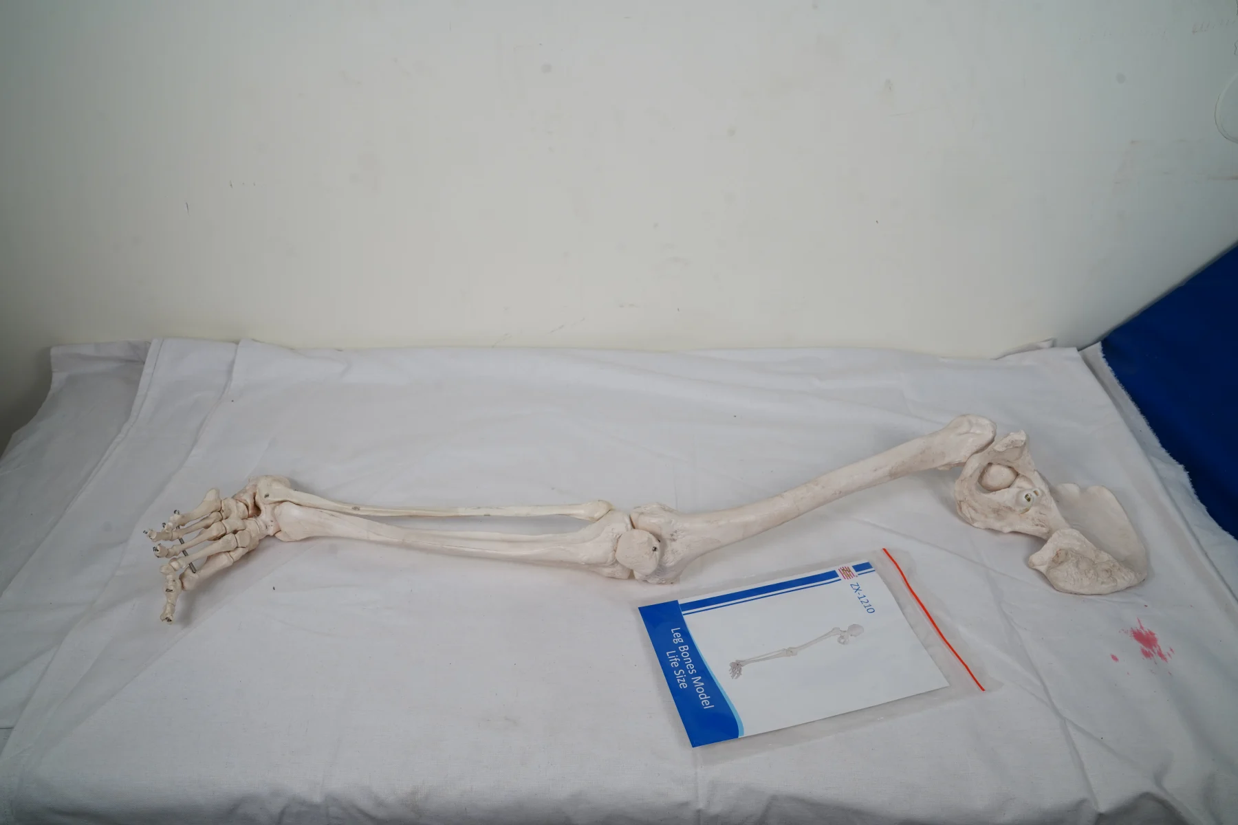 Leg Bones Model Life Size