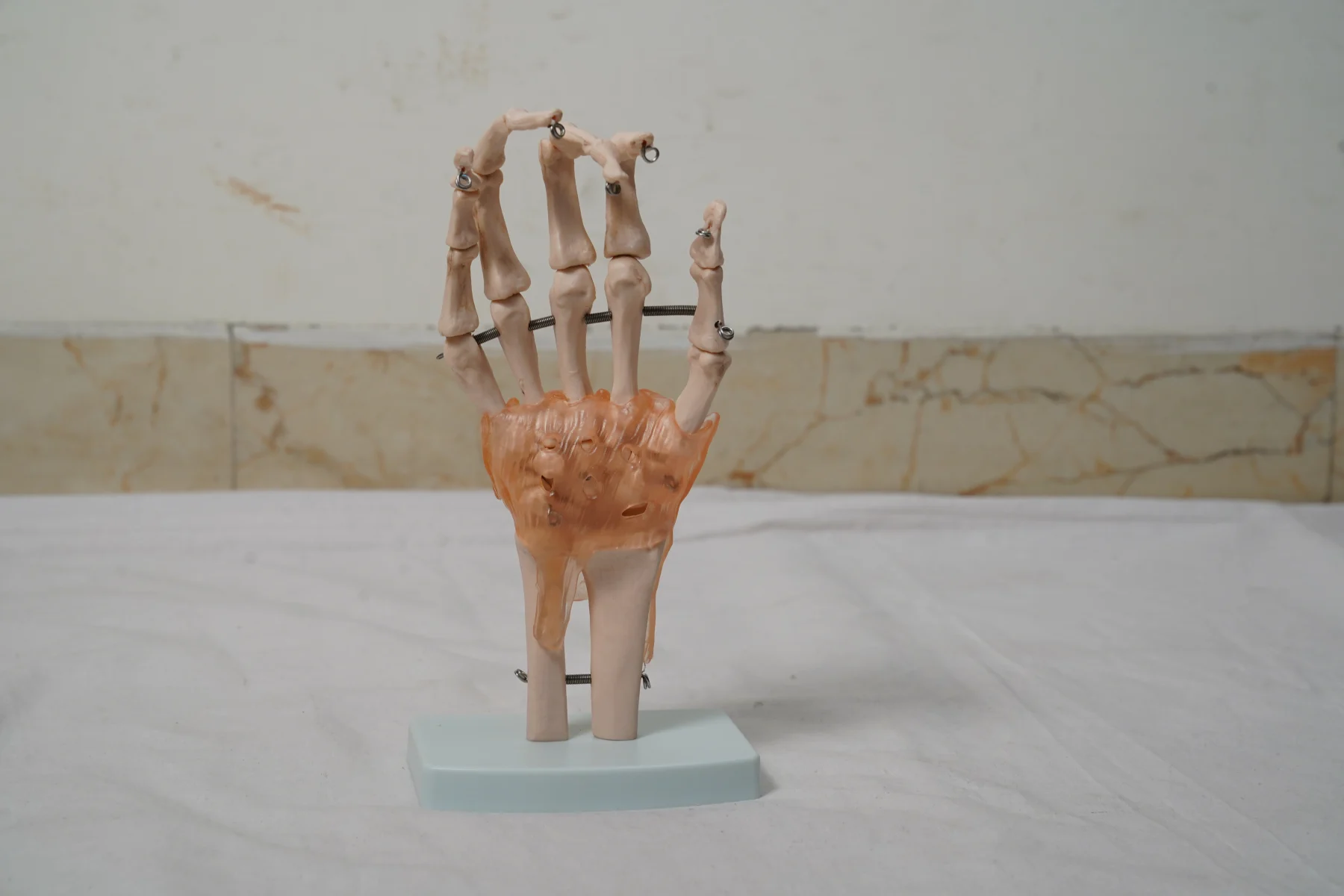 Life Size Hand Joint With Ligaments thumbnail 6