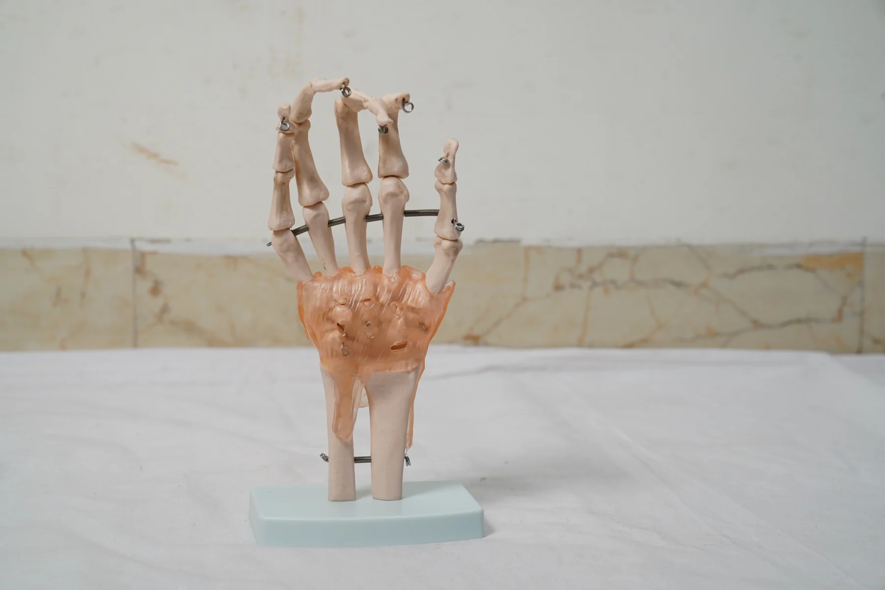 Life Size Hand Joint With Ligaments