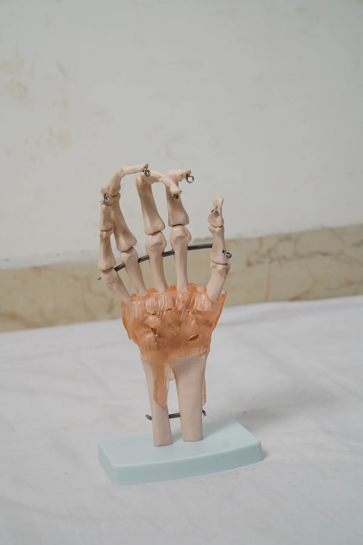 Life Size Hand Joint With Ligaments thumbnail 2