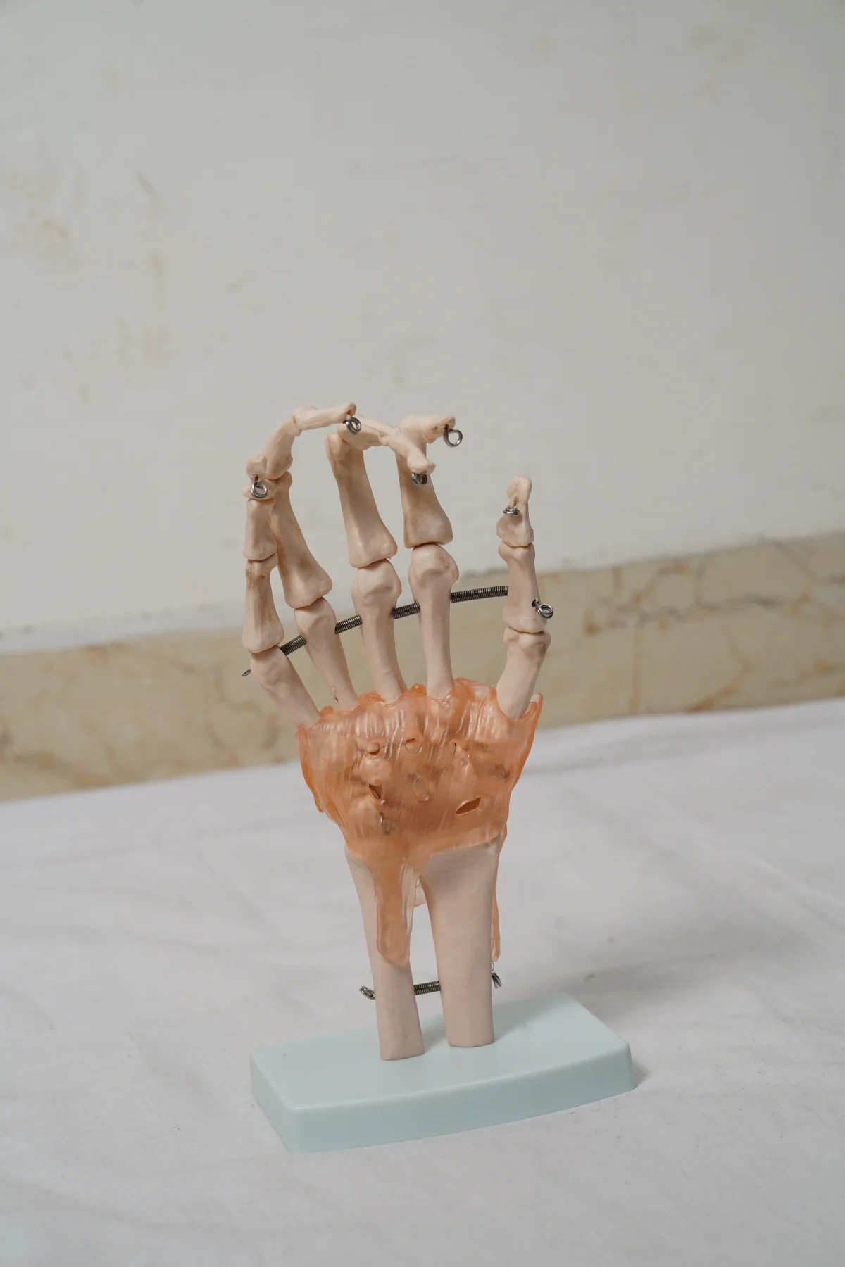 Life Size Hand Joint With Ligaments thumbnail 3