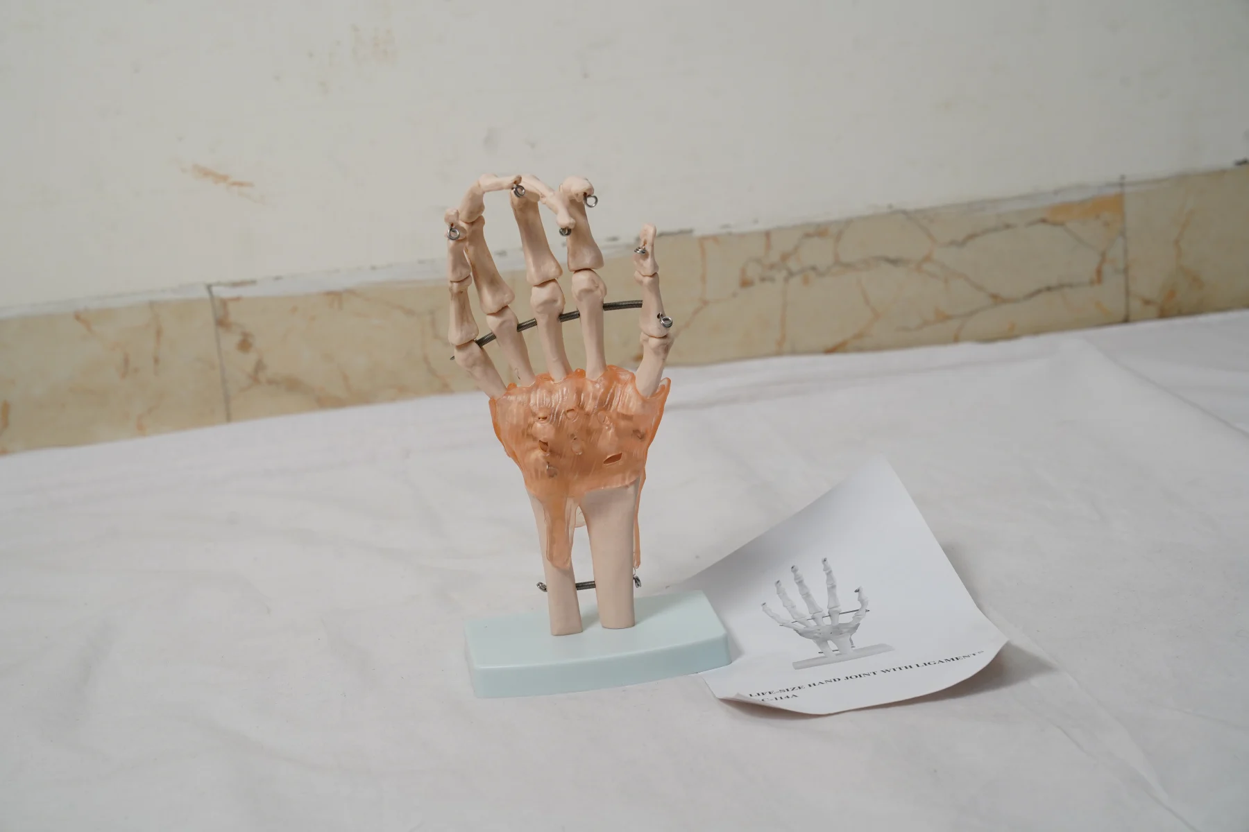 Life Size Hand Joint With Ligaments thumbnail 4