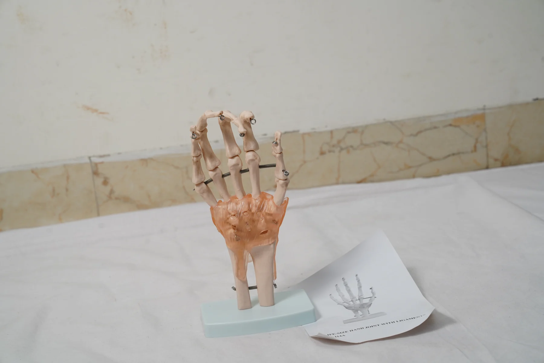 Life Size Hand Joint With Ligaments thumbnail 5