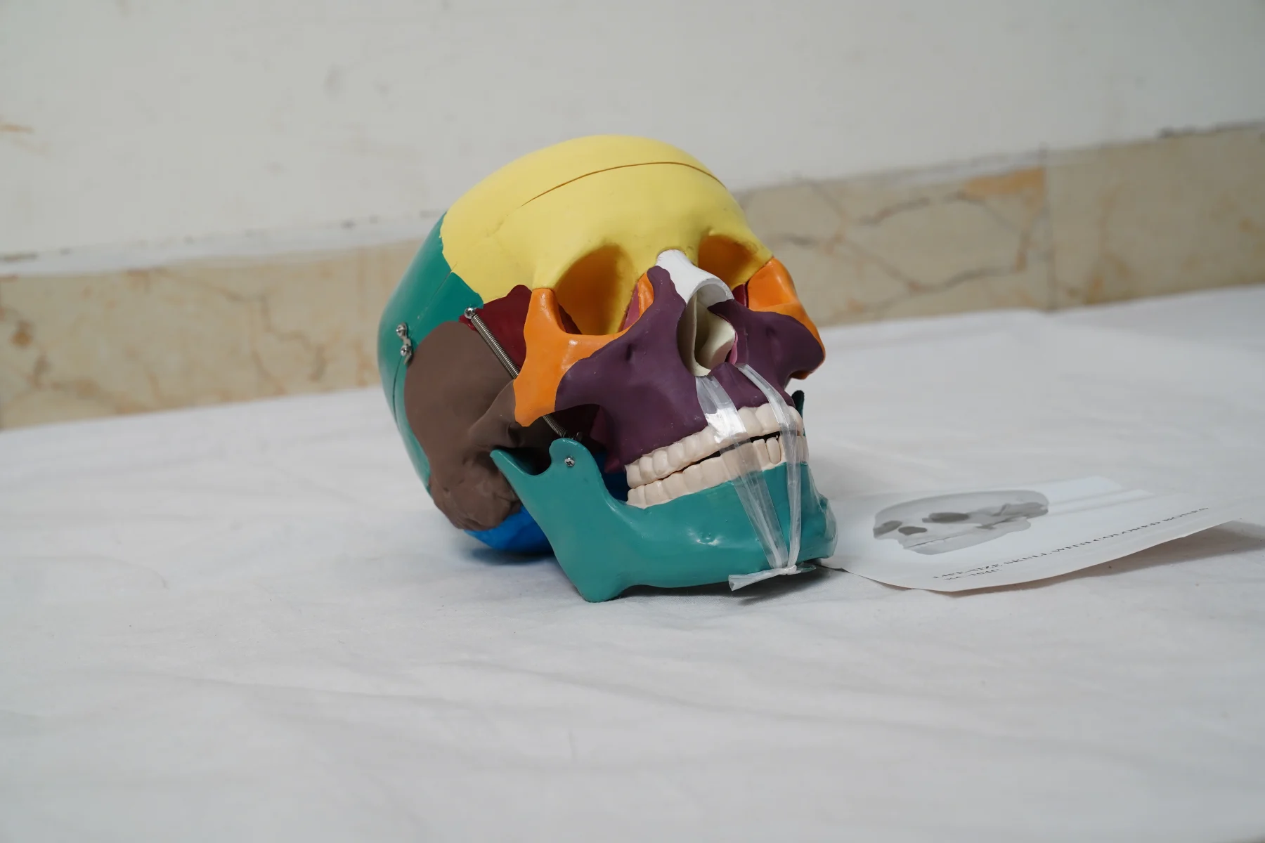 Life Size Skull With Colored Organs