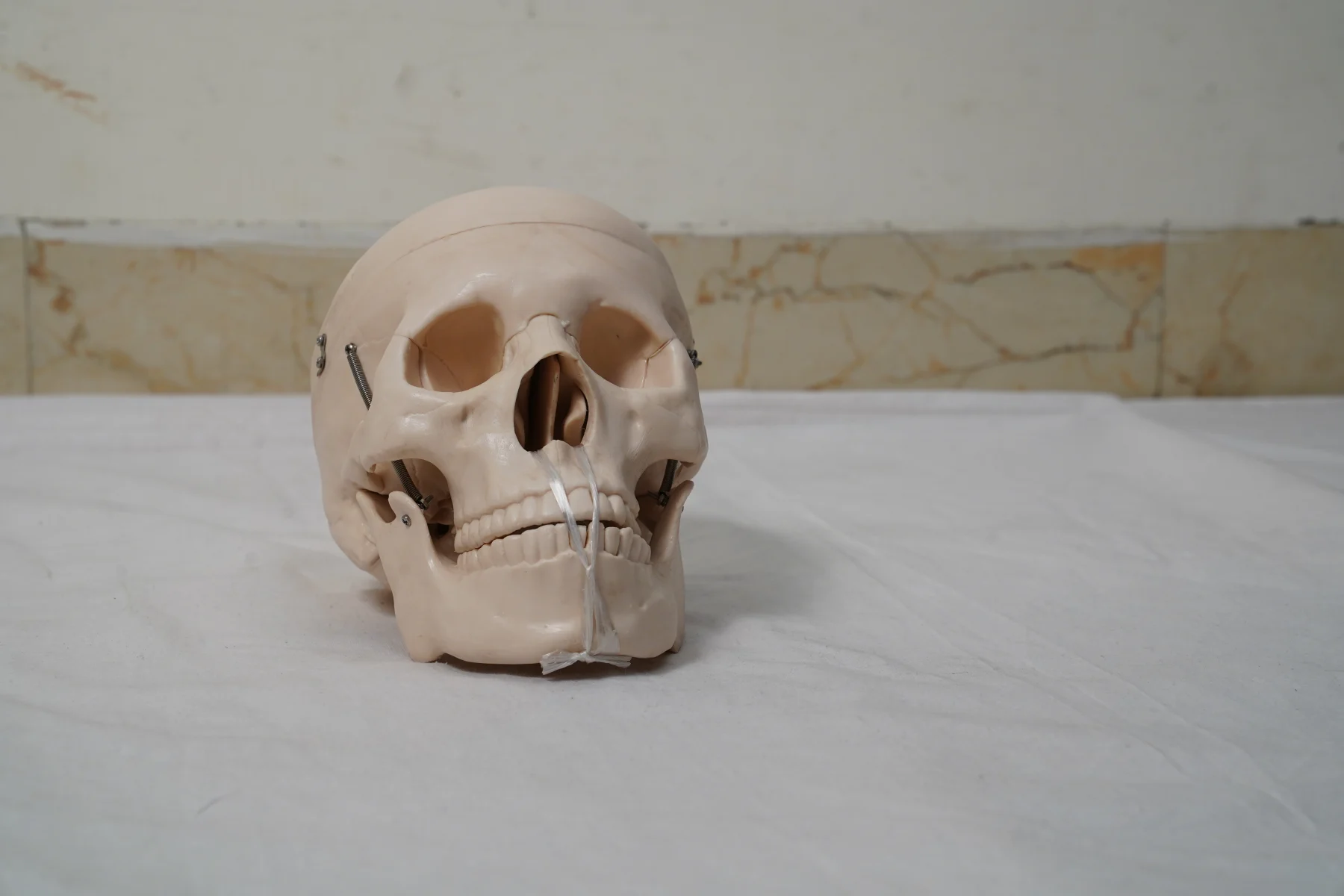 Life Size Skull thumbnail 5