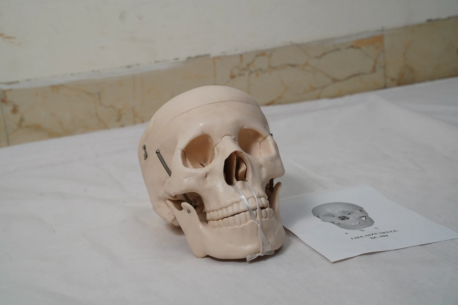 Life Size Skull