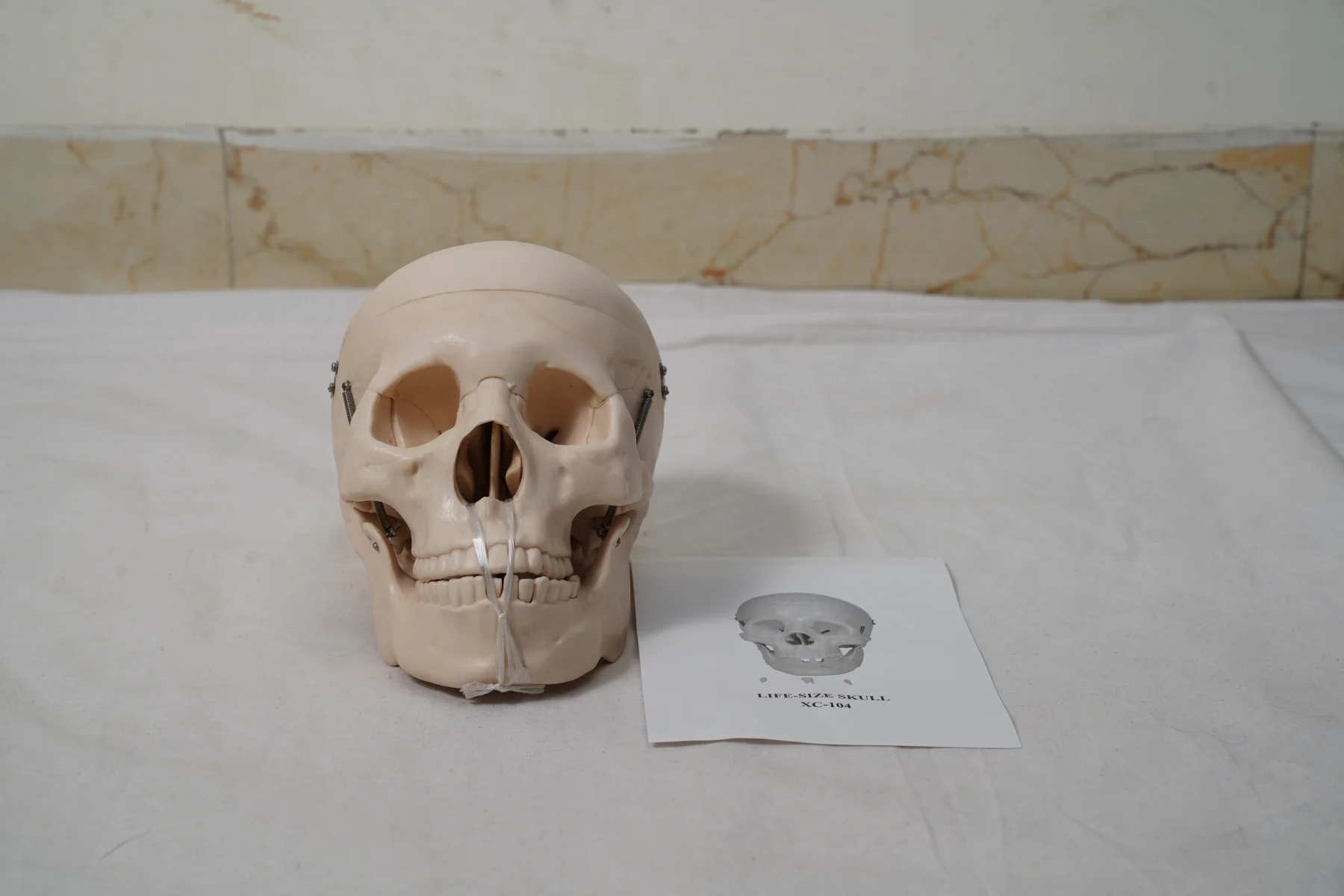 Life Size Skull thumbnail 2