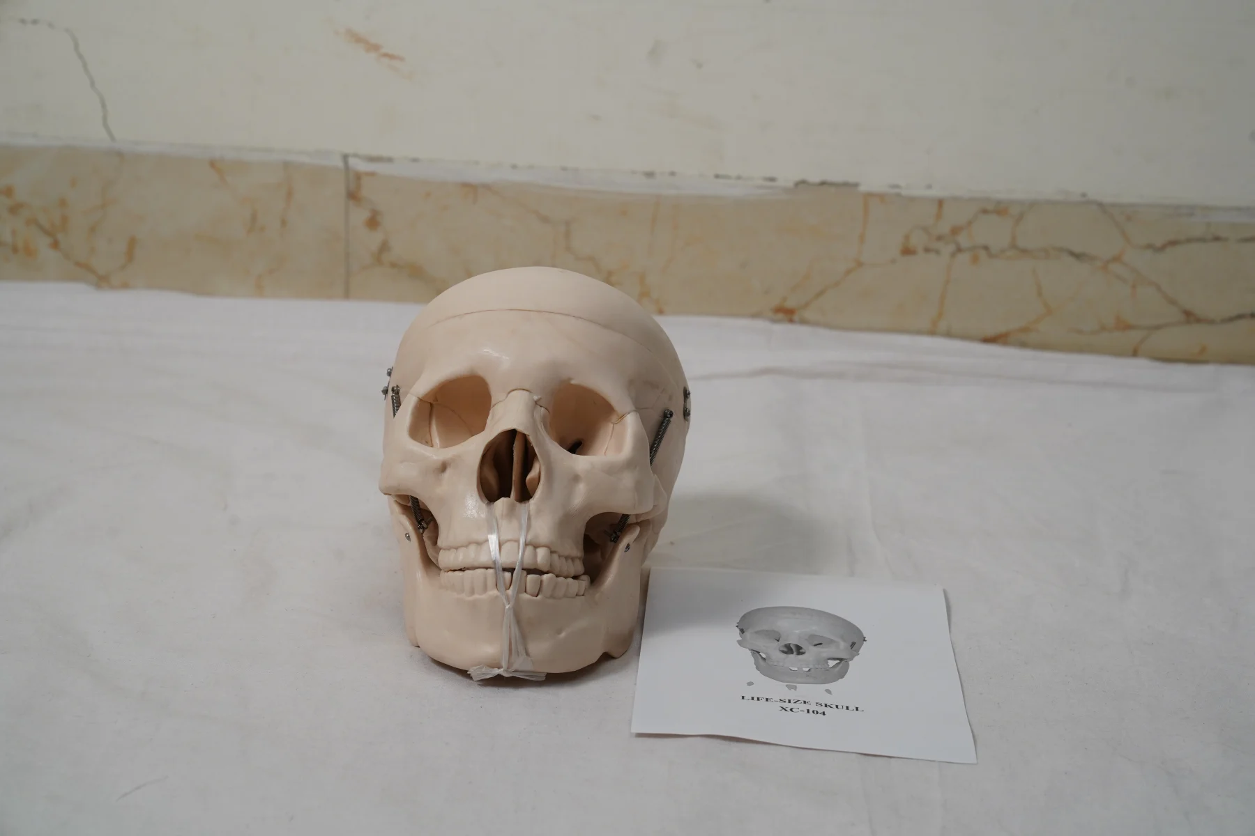 Life Size Skull thumbnail 3