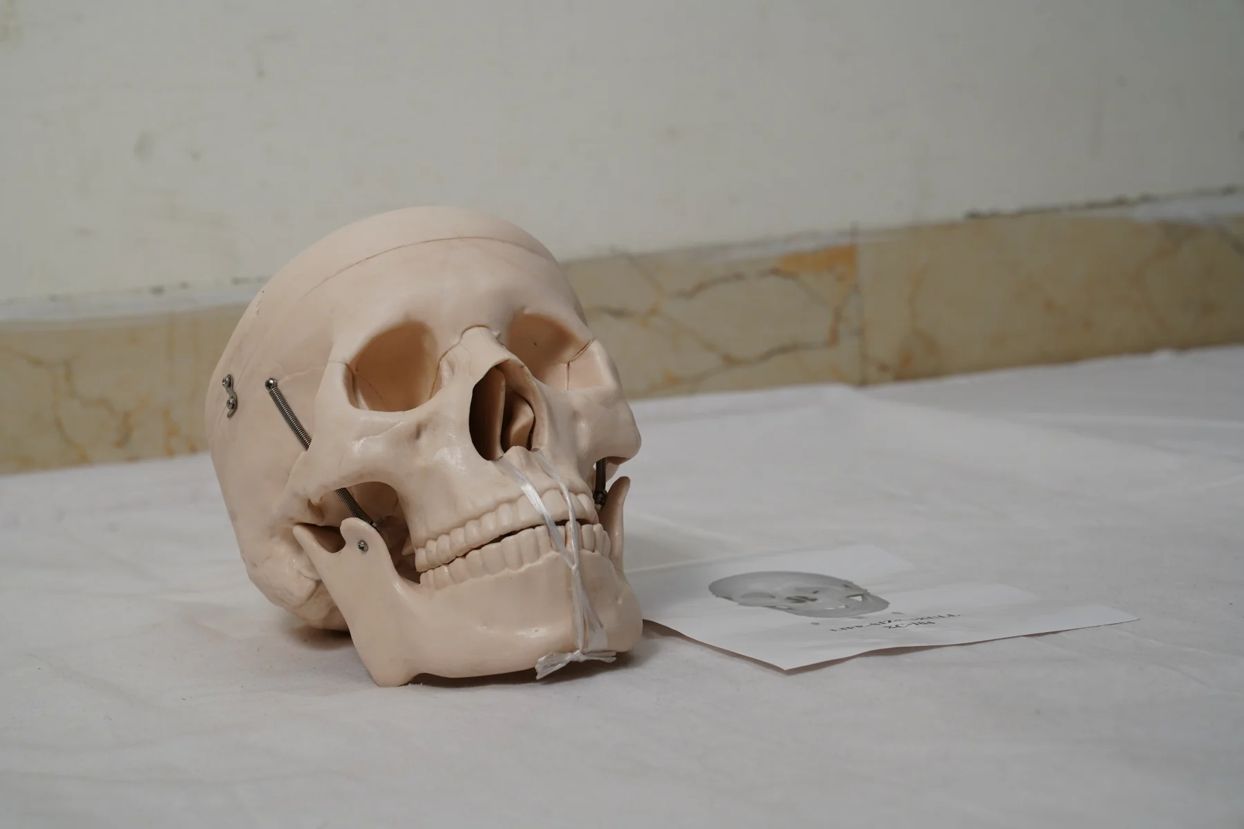 Life Size Skull thumbnail 4