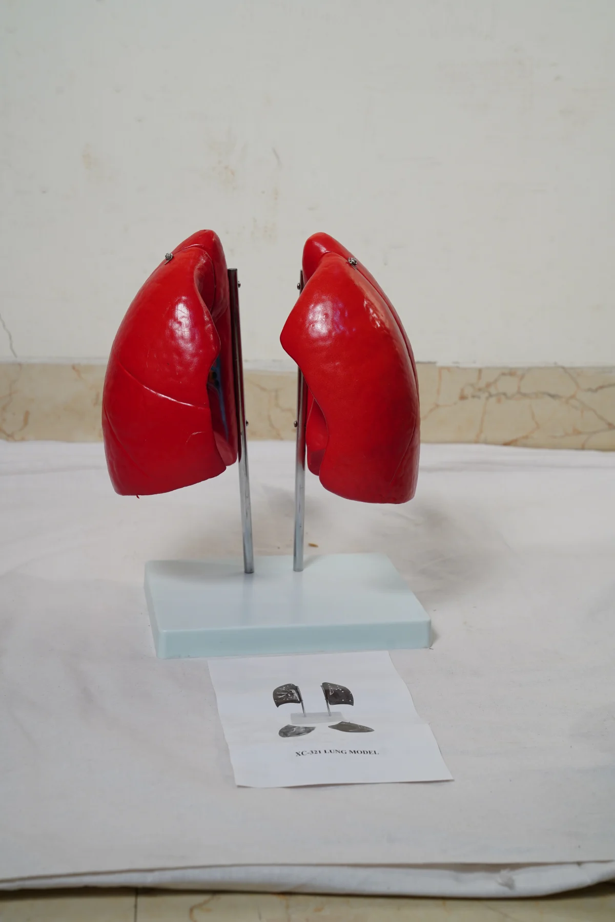 Lung Model thumbnail 5
