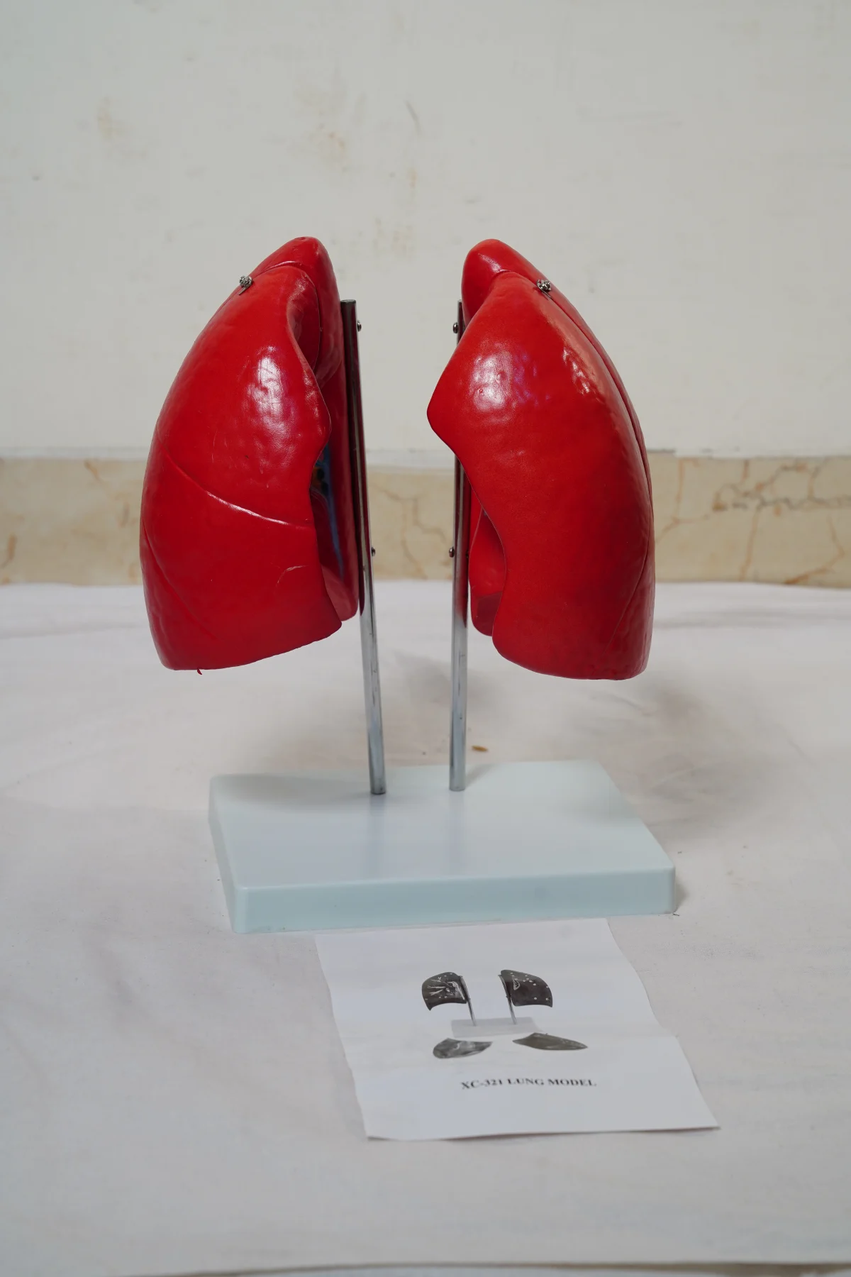 Lung Model thumbnail 6