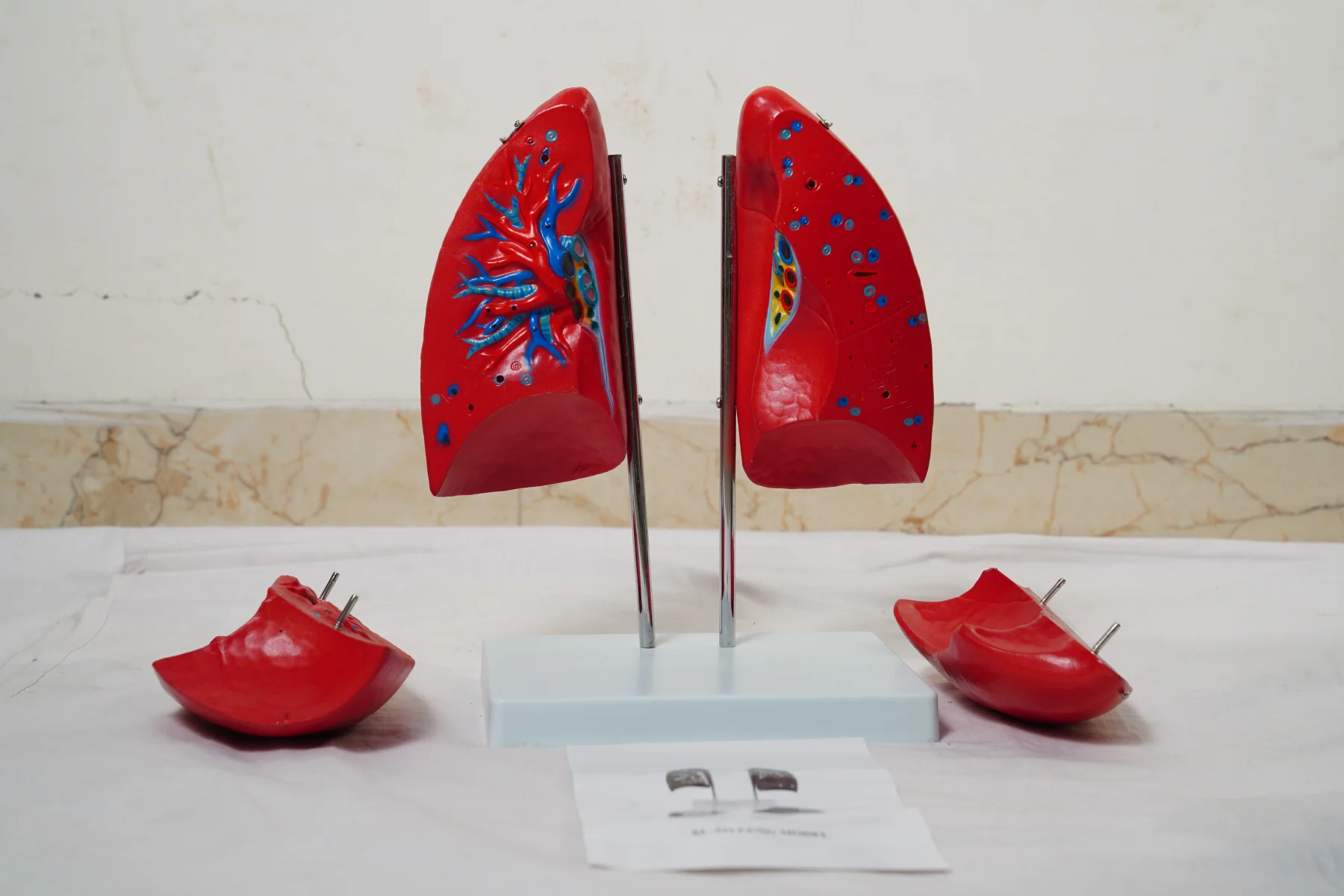 Lung Model thumbnail 7
