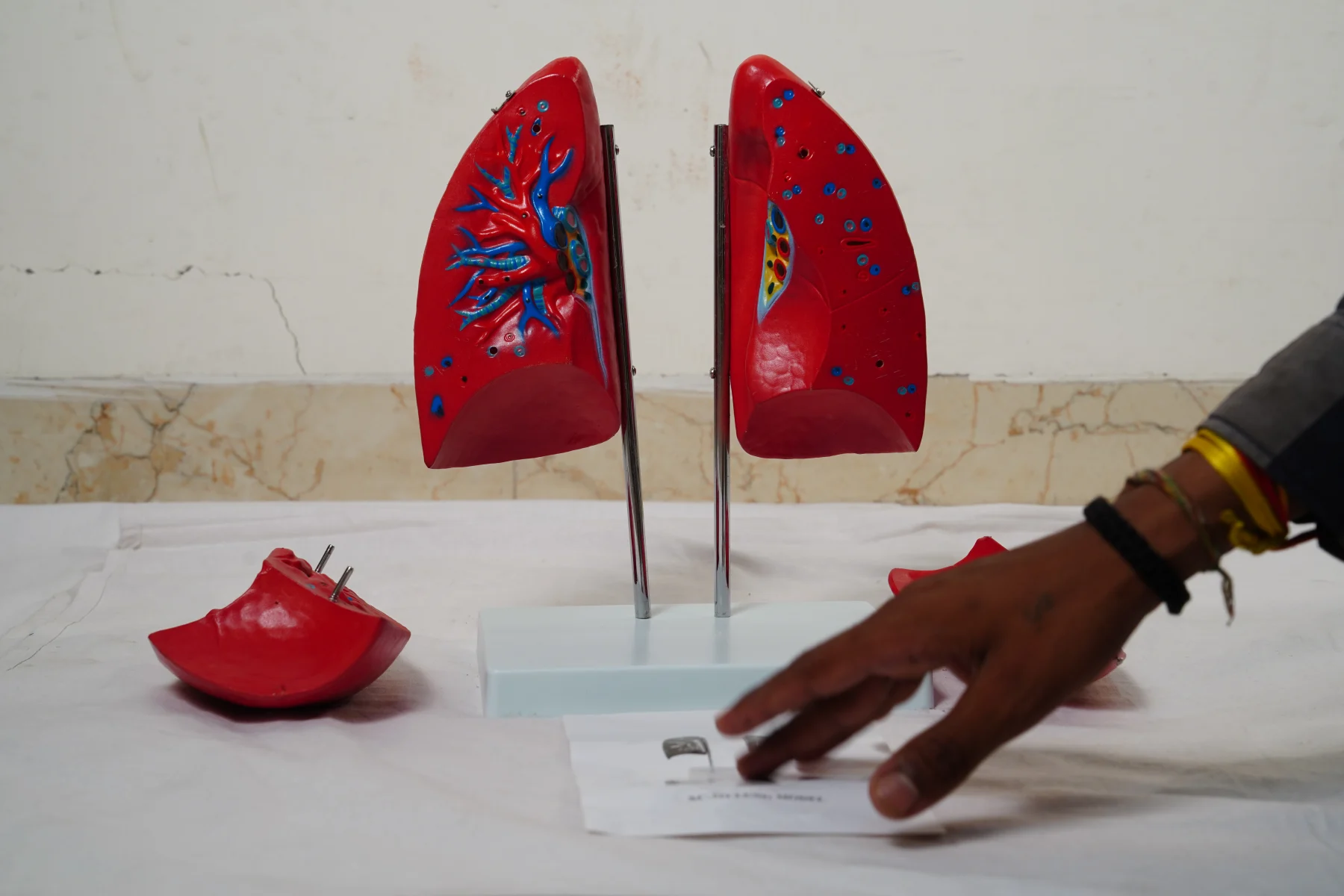Lung Model thumbnail 3