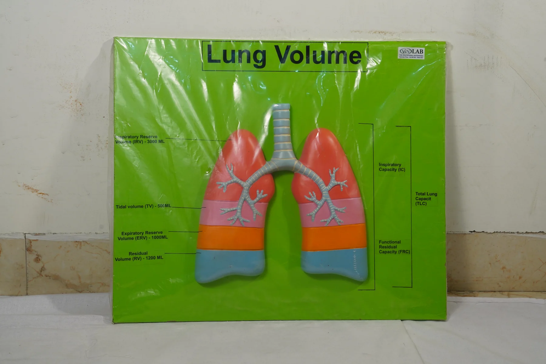 Lung Volume thumbnail 3