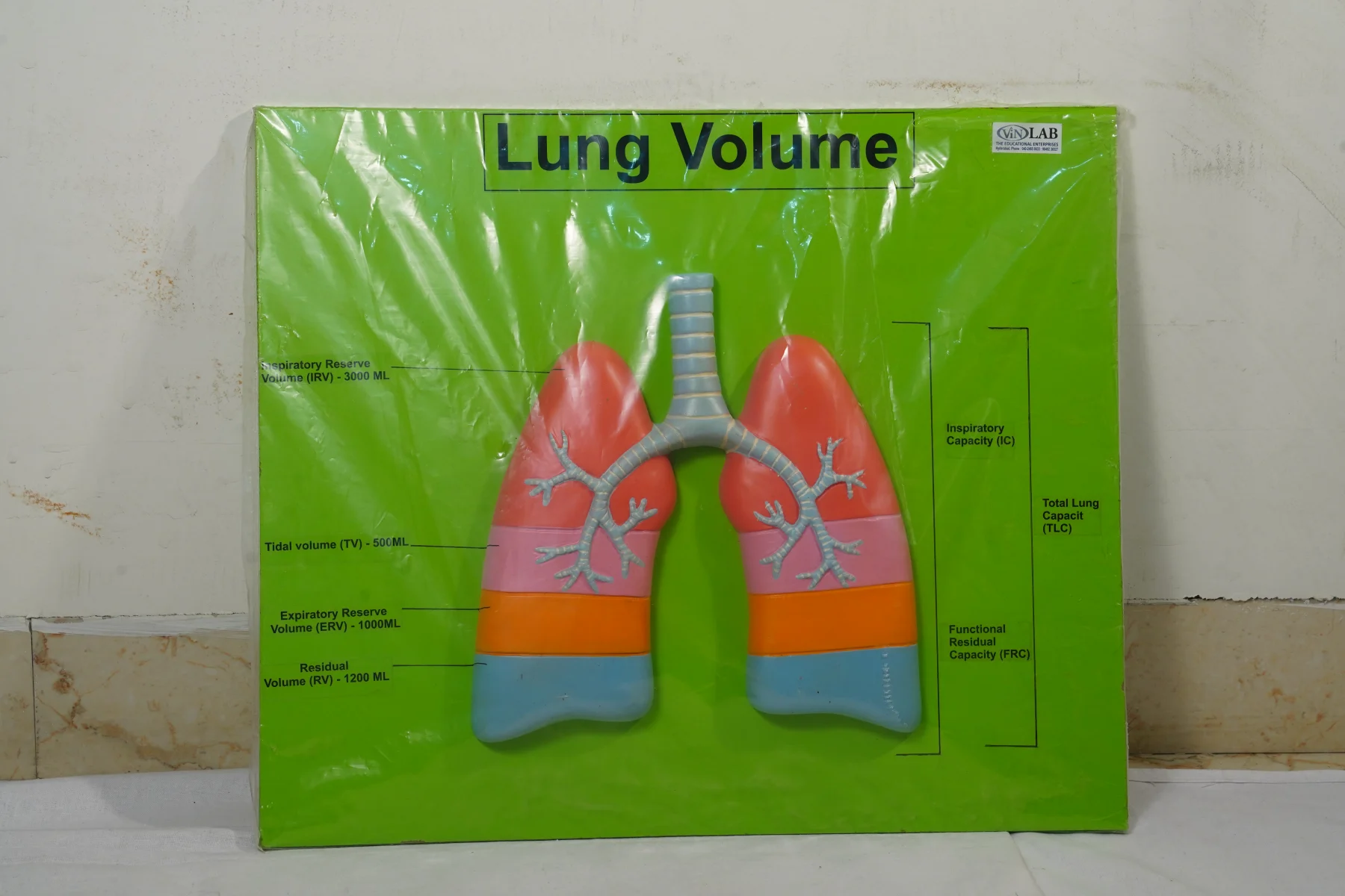 Lung Volume