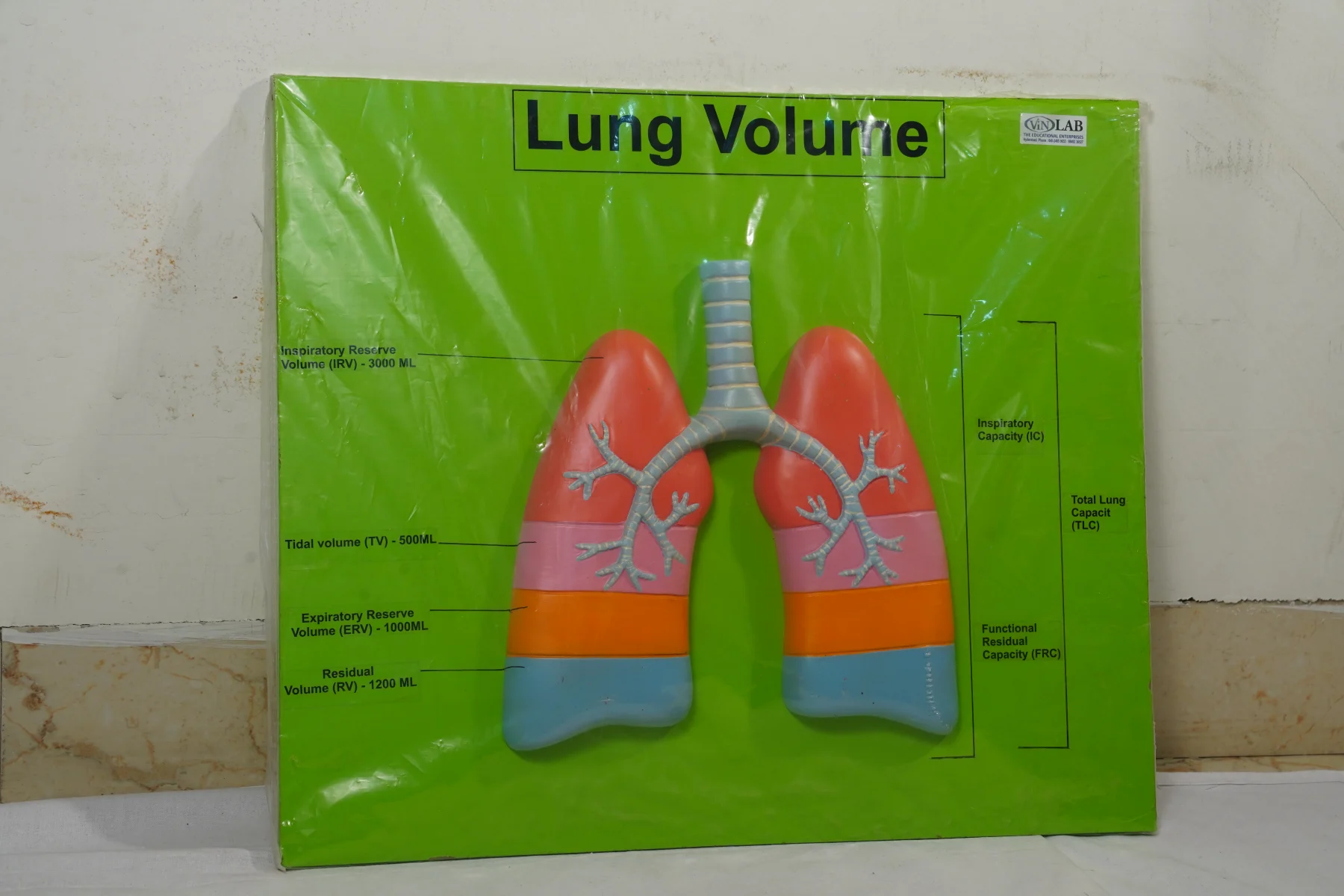 Lung Volume thumbnail 2