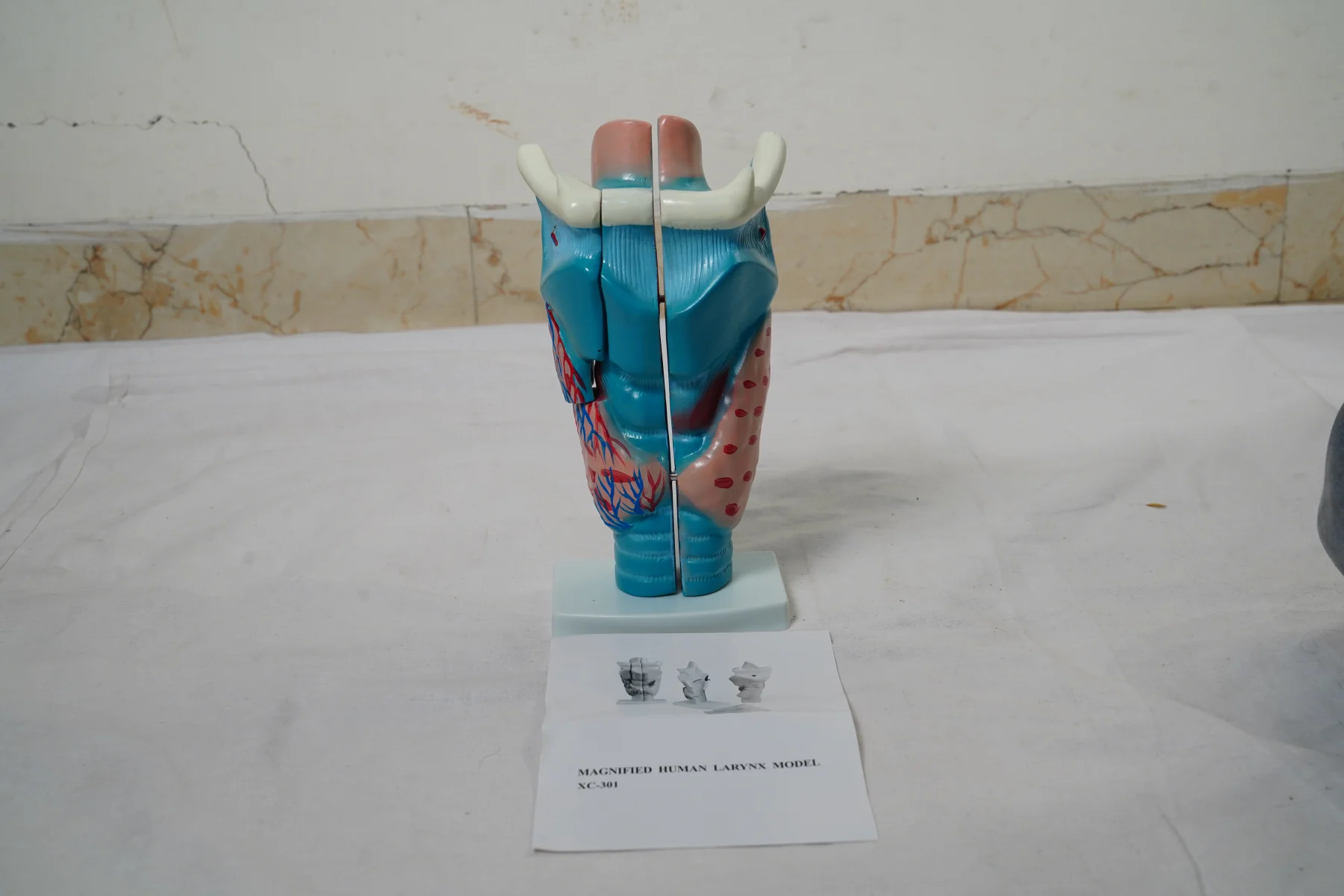 Magnified Human Larynx Model thumbnail 5