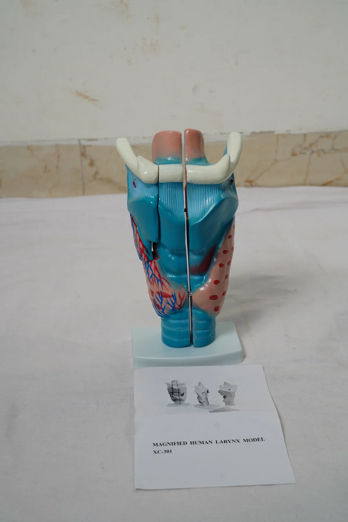 Magnified Human Larynx Model