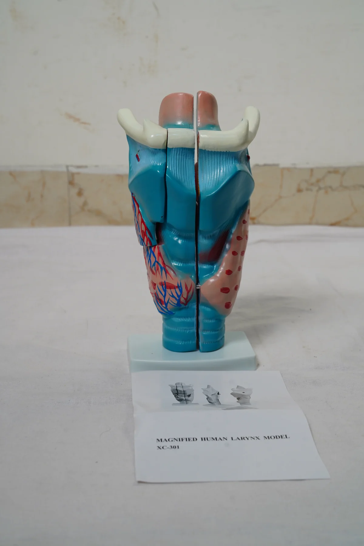 Magnified Human Larynx Model thumbnail 2