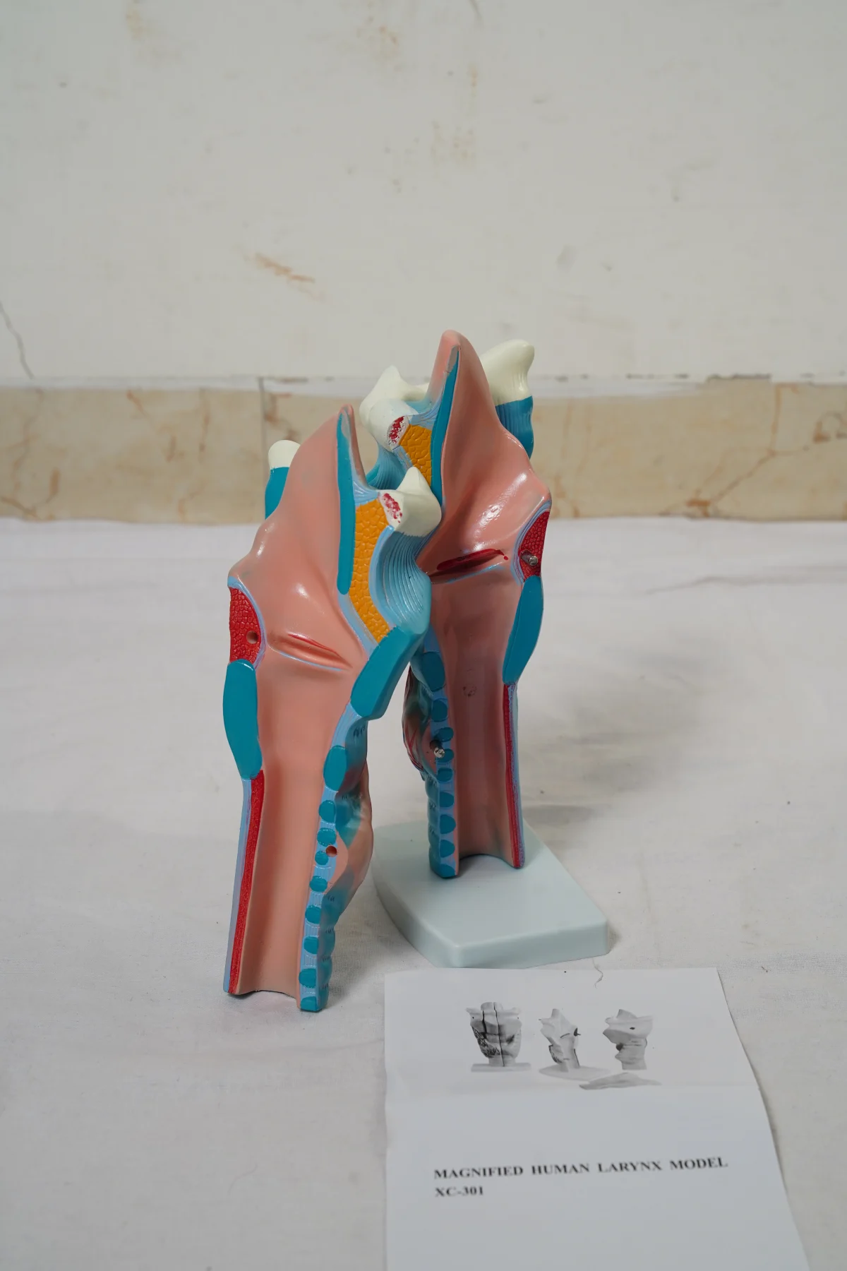 Magnified Human Larynx Model thumbnail 3