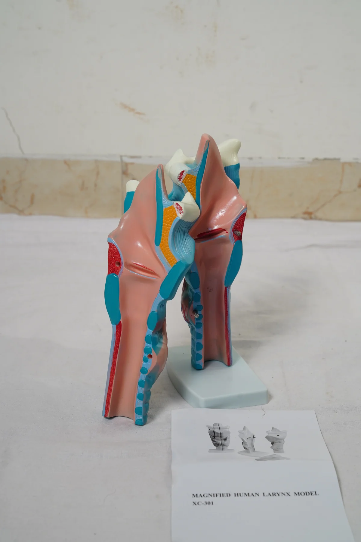 Magnified Human Larynx Model thumbnail 4