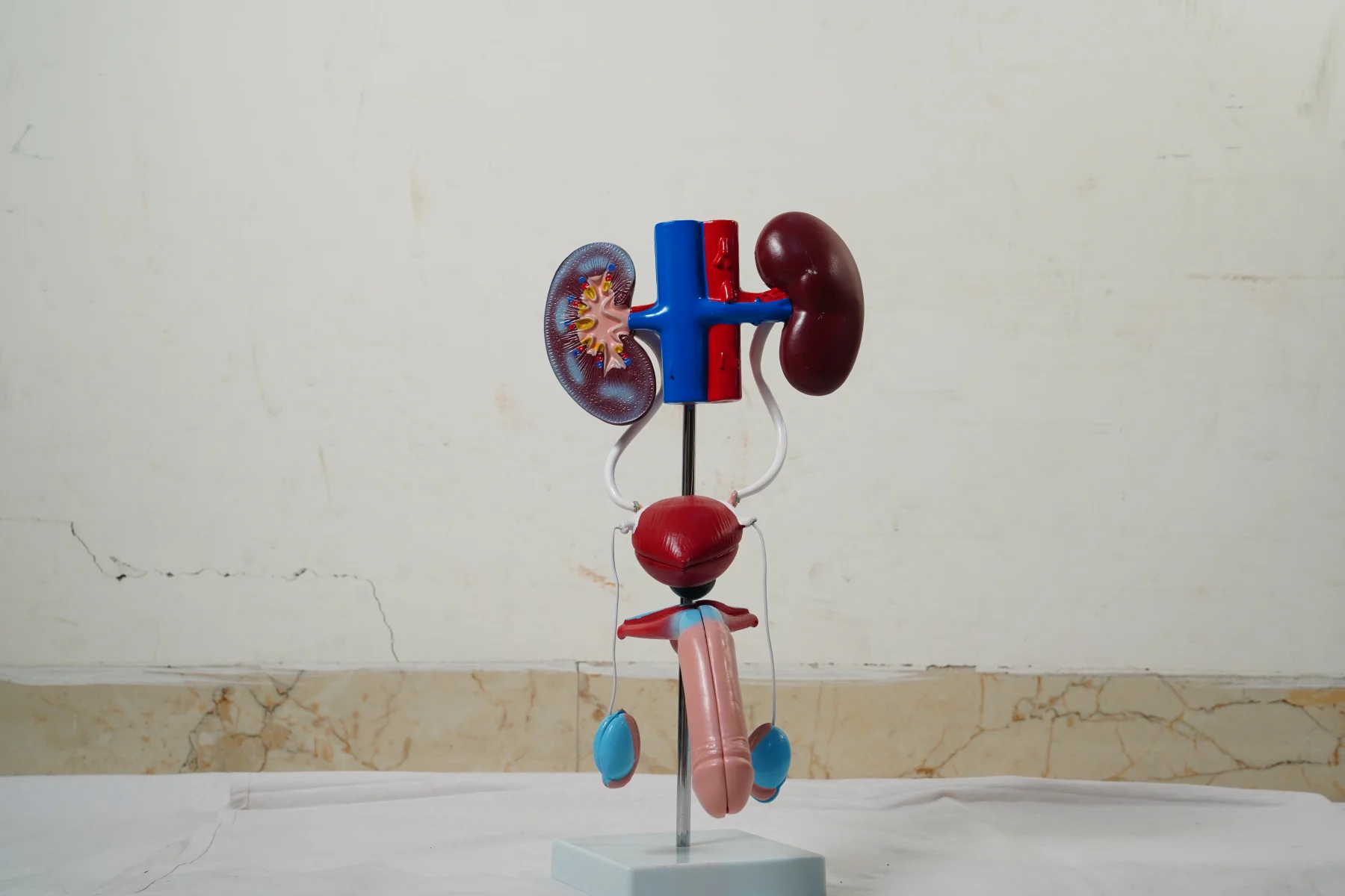 Male Urogenital System
