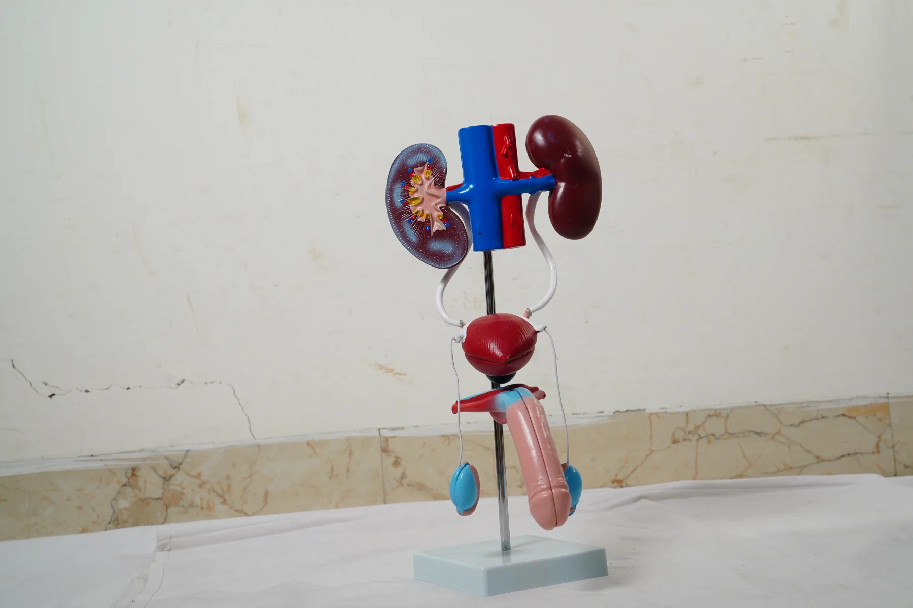 Male Urogenital System thumbnail 2