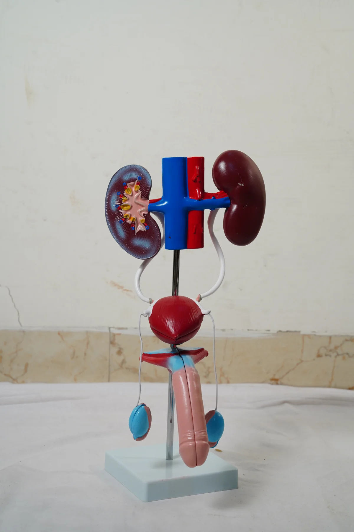 Male Urogenital System thumbnail 4
